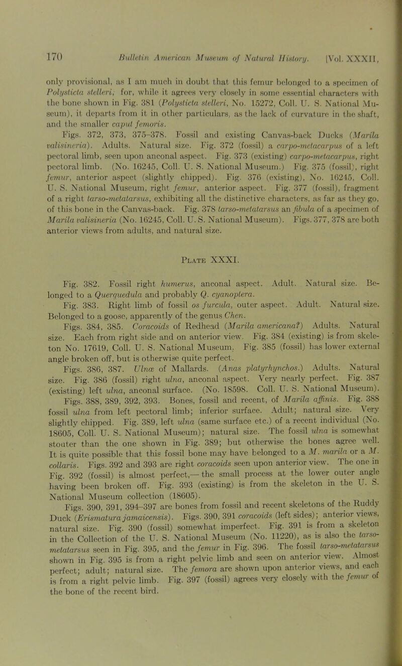 only provisiomil. as 1 am mucli in doubt tliat this femur belonged to a specimen of Poli/slicta fttelleri, for, while it agrees very closely in some essential characters with the bone shown in Fig. 381 {Polyntida slellcri, No. 15272, Coll. U. S. National Mu- seum), it (lej)arts from it in other particulars, as the lack of curvature in the shaft, and the smaller caput femoris. Figs. 372, 373, 375-378. Fossil and existing Canvas-back Ducks (Marila valisincna). Adults. Natural size. Fig. 372 (fossil) a carpo-mctacarpm of a left pectoral limb, seen upon anconal aspect. Fig. 373 (existing) carpo-mrtacurpun, right pectoral limb. (No. 16245, Coll. U. S. National Museum.) Fig. 375 (fo.ssil), right femur, anterior aspect (.slightly chipped). Fig. 376 (existing). No. 16245, Coll. U. S. National Museum, right femur, anterior aspect. Fig. 377 (fossil), fragment of a right tarso-77ietatarsus, exhibiting all the distinctive characters, as far as they go, of this bone in the Canvas-back. Fig. 378 tarso-metatarsus an fibula of a .specimen of Marila valisineria (No. 16245, Coll. U. S. National Museum). Figs. 377, 378 are both anterior views from adults, and natural size. Plate XXXI. Fig. 382. Fo.ssil right humerus, anconal aspect. Adult. Natural size. Be- longed to a Querquedula and probably Q. CTjanoptera. Fig. 383. Right limb of fossil os furcula, outer aspect. Adult. Natural size. Belonged to a goose, apparently of the genus Chen. Figs. 384, 385. Coracoids of Redhead {Marila americanaf) Adults. Natural size. Each from right side and on anterior view. Fig. 384 (existing) is from skele- ton No. 17619, Coll. U. S. National Museum.. Fig. 385 (fossil) has lower external angle broken off, but is otherwise quite perfect. Figs. 386, 387. Ulna of Mallards. (Anas platyrhy7ichos.) Adults. Natural size. Fig. 386 (fossil) right ulna, anconal aspect. Very nearly perfect. Fig. 387 (existing) left ulna, anconal surface. (No. 18598. Coll. U. S. National Museum). Figs. 388, 389, 392, 393. Bones, fossil and recent, of Marila affinis. Fig. 388 fossil uhia from left pectoral limb; inferior surface. Adult; natural size. Very slightly chipped. Fig. 389, left ulna (same surface etc.) of a recent individual (No. 18605, Coll. U. S. National Maseum); natural size. The fossil idna is somewhat stouter than the one shown in Fig. 389; but otherwise the bones agree well. It is quite possible that this fossil bone may have belonged to a M. 77mrila or a M. collans. Figs. 392 and 393 are right coracoids seen upon anterior view. The one m Fig. 392 (fossil) is almost perfect,— the small process at the lower outer angle having been broken off. Fig. 393 (existing) is from the skeleton in the U. S. National Museum collection (18605). Figs. 390, 391, 394-397 are bones from fossil and recent skeletons of the Ruddy Duck {Erismalura jamaicensis). Figs. 390, 391 coracoids (left sides), anterioi views, natural size. Fig. 390 (fossil) somewhat imperfect. Fig. 391 is from a skeleton in the Collection of the U. S. National Museum (No. 11220), as is also the tarso- melatarsus seen in Fig. 395, and the femur in Fig. 396. The fossil tarso-rnetalarsiis shown in Fig. 395 is from a right pelvic limb and seen on anterior view. Almost perfect; adult; natural size. The femora are shown upon anterior view's, and each is from a right pelvic limb. Fig. 397 (fossil) agrees very closely with the /c»mr ot the bone of the recent bird.