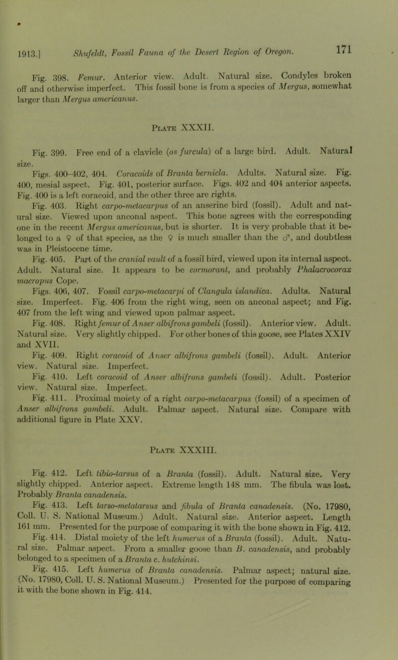Fig. 398. Femur. Anterior view. Adult. Natural size. Condyles broken off and otherwise imperfect. This fossil bone is from a species of Mergus, somewhat larger than Mergus americanus. Plate XXXII. Fig. 399. Free end of a clavicle (os/urcuZa) of a large bird. Adult. Natural size. Figs. 400-402, 404. Coracoids of Branta bernicla. Adults. Natural size. Fig. 400, mesial a.spect. Fig. 401, irosterior surface. Figs. 402 and 404 anterior aspects. Fig. 400 is a left coracoid, and the other three are rights. Fig. 403. Right carpo-rnetacarpus of an anserine bird (fossil). Adult and nat- ural size. Viewed upon anconal aspect. This bone agrees with the corresponding one in the recent Mergus americanus, but is shorter. It is very probable that it be- longed to a 9 of that species, as the 9 is much smaller than the cf, and doubtless was in Pleistocene time. Fig. 405. Part of the cranial vault of a fossil bird, viewed upon its internal aspect. Adult. Natural size. It appears to be cormorant, and probably Phalacrocorax macropus Cope. Figs. 406, 407. Fos.sil carpo-metacarjri of Clangula islandica. Adults. Natural size. Imperfect. Fig. 406 from the right wing, seen on anconal aspect; and Fig. 407 from the left wing and viewed upon palmar aspect. Fig. 408. Right femur of A riser altnfrons gambeli (fossil). Anterior view. Adult. Natural size. Very slightly chipped. For other bones of this goose, see Plates XXIV and XVII. Fig. 409. Right coracoid of Anscr albifrons gambeli (fossil). Adult. Anterior view. Natural size. Imperfect. Fig. 410. Left coracoid of Anser albifrons gambeli (fossil). Adult. Posterior view. Natural size. Imperfect. Fig. 411. Pro.vimal moiety of a right carpo-metacarpus (fossil) of a specimen of Anser albifrons gambeli. Adult. Palmar aspect. Natural size. Compare with additional figure in Plate XXV. Plate XXXIII. Fig. 412. Left tibio-tarsus of a Branta (fossil). Adult. Natural size. Very slightly chipped. Anterior aspect. Extreme length 148 mm. The fibula was lost. Probably Branta canadensis. P'ig. 413. Ijcft tarso-metatarsus and fibula of Branta canadensis. (No. 17980, Coll. U. S. National Museum.) Adult. Natural size. Anterior aspect. Length 161 mm. Presented for the purpose of comparing it with the bone shown in Fig. 412. Fig. 414. Distal moiety of the left humerus of a Branta (fossil). Adult. Natu- ral size. Palmar aspect. From a smaller goo.se than B. canadensis, and probably belonged to a specimen of a Branta c. hutchinsi. Fig. 415. Left humerus of Branta canadensis. Palmar aspect; natural size. (No. 17980, Coll. U. S. National Museum.) Presented for the purpose of comparing it with the bone shown in Fig. 414.