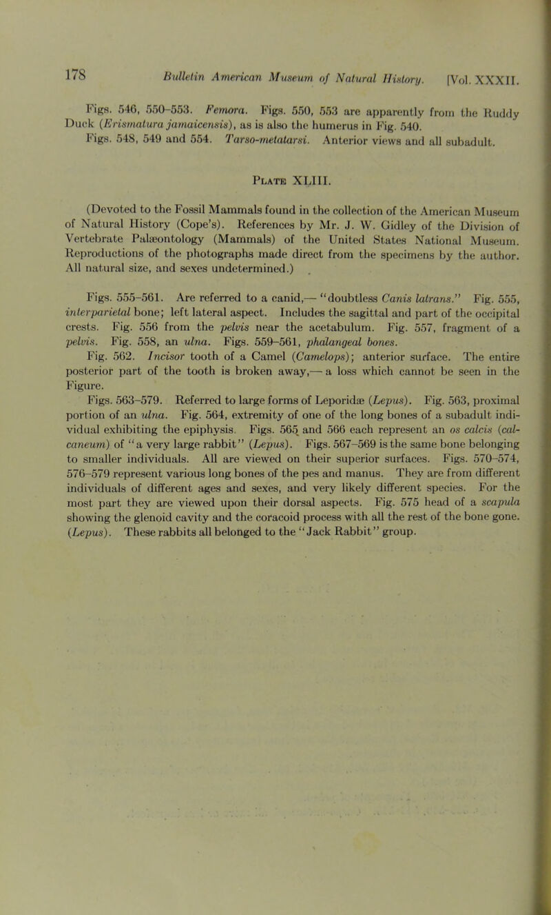 FiRs. 54G, r)50-553. Femora. Figs. 550, 553 are apparently from the Ruddy Duck {Erismalurajamaicensis), as is also the humerus in Fig. 540. Figs. 548, 549 and 554. Tarso-metatarsi. Anterior views and all subadult. Plate XLIII. (Devoted to the Fossil Mammals found in the collection of the American Museum of Natural History (Cope’s). References by Mr. J. W. Gidley of the Division of Vertebrate Palaeontology (Mammals) of the United States National Museum. Reproductions of the photographs made direct from the specimens by the author. All natural size, and sexes undetermined.) Figs. 555-561. Are referred to a canid,— “doubtless Canis lalrans.” Fig. 555, interparietal bone; left lateral aspect. Includes the sagittal and part of the occipital crests. Fig. 556 from the pelvis near the acetabulum. Fig. 557, fragment of a pelvis. Fig. 558, an ulna. Figs. 559-561, phalangeal bones. Fig. 562. Incisor tooth of a Camel (Carnelops); anterior surface. The entire posterior part of the tooth is broken away,— a loss which cannot be seen in the Figure. Figs. 563-579. Referred to large forms of Leporidae (Lepus). Fig. 563, proximal portion of an ulna. Fig. 564, extremity of one of the long bones of a subadult indi- vidual exhibiting the epiphysis. Figs. 565 and 566 each represent an os calcis {cal- caneum) of “a very large rabbit” (Lepus). Figs. 567-569 is the same bone belonging to smaller individuals. All are viewed on their superior surfaces. Figs. 570-574, 576-579 represent various long bones of the pes and manus. They are from different individuals of different ages and sexes, and very likely different species. For the most part they are viewed upon their dorsal aspects. Fig. 575 head of a scapula showing the glenoid cavity and the coracoid process with all the rest of the bone gone. (Lepus). These rabbits all belonged to the “Jack Rabbit” group.