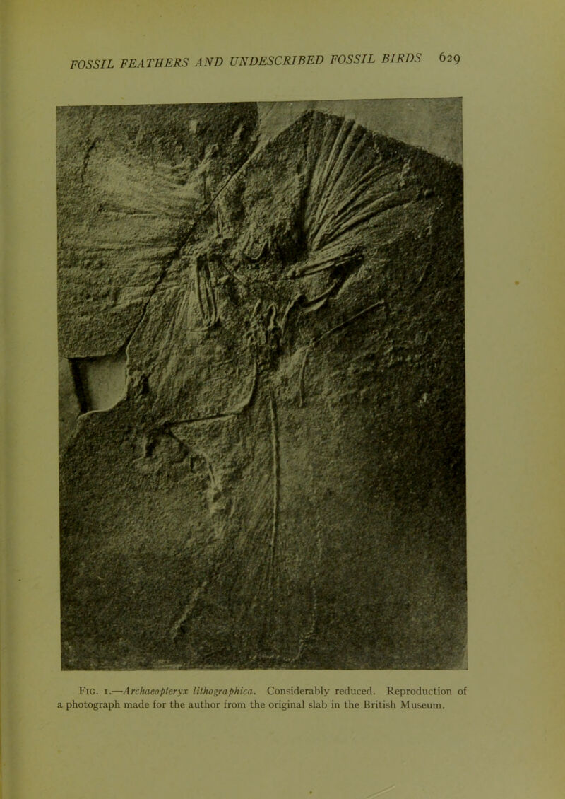 Fig. 1.—Archaeopteryx lithographica. Considerably reduced. Reproduction of a photograph made for the author from the original slab in the British Museum.