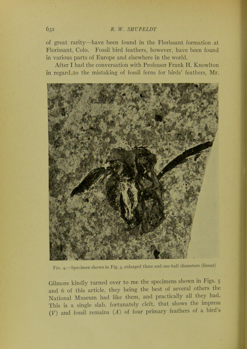 of great rarity—have been found in the Florissant formation at Florissant, Colo. Fossil bird feathers, however, have been found in various parts of Europe and elsewhere in the world. After I had the conversation with Professor Frank H. Knowlton in regard to the mistaking of fossil ferns for birds’ feathers, Mr. Fig. 4.—Specimen shown in Fig. 3, enlarged three and one-half diameters (linear) Gilmore kindly turned over to me the specimens shown in Figs. 5 and 6 of this article, they being the best of several others the National Museum had like them, and practically all they had. This is a single slab, fortunately cleft, that shows the impress (F) and fossil remains (.4) of four primary feathers of a biid s