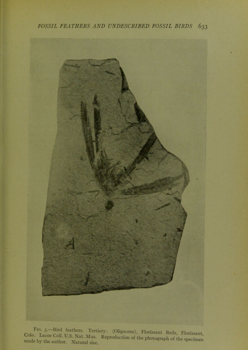 r , FIGt S> fe^thers- Tertiary: (Oligocene), Florissant Beds, Florissant . Lacoe CoU. U.S. Nat. Mus. Reproduction of the photograph of the specimen made by the author. Natural size. specimen