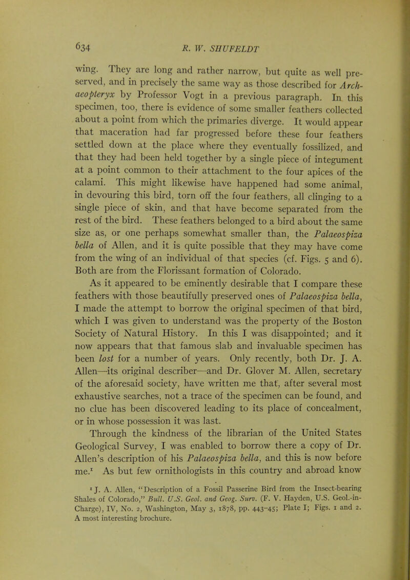 wing. They are long and rather narrow, but quite as well pre- served, and in precisely the same way as those described for Arch- aeopteryx by Professor Vogt in a previous paragraph. In this specimen, too, there is evidence of some smaller feathers collected about a point from which the primaries diverge. It would appear that maceration had far progressed before these four feathers settled down at the place where they eventually fossilized, and that they had been held together by a single piece of integument at a point common to their attachment to the four apices of the calami. This might likewise have happened had some animal, in devouring this bird, torn off the four feathers, all clinging to a single piece of skin, and that have become separated from the rest of the bird. These feathers belonged to a bird about the same size as, or one perhaps somewhat smaller than, the Palaeospiza Bella of Allen, and it is quite possible that they may have come from the wing of an individual of that species (cf. Figs. 5 and 6). Both are from the Florissant formation of Colorado. As it appeared to be eminently desirable that I compare these feathers with those beautifully preserved ones of Palaeospiza Bella, I made the attempt to borrow the original specimen of that bird, which I was given to understand was the property of the Boston Society of Natural History. In this I was disappointed; and it now appears that that famous slab and invaluable specimen has been lost for a number of years. Only recently, both Dr. J. A. Allen—its original describer—and Dr. Glover M. Allen, secretary of the aforesaid society, have written me that, after several most exhaustive searches, not a trace of the specimen can be found, and no clue has been discovered leading to its place of concealment, or in whose possession it was last. Through the kindness of the librarian of the United States Geological Survey, I was enabled to borrow there a copy of Dr. Allen’s description of his Palaeospiza Bella, and this is now before me.1 As but few ornithologists in this country and abroad know 1 J. A. Allen, “Description of a Fossil Passerine Bird from the Insect-bearing Shales of Colorado,” Bull. U.S. Geol. and Geog. Surv. (F. V. Hayden, U.S. Geol.-in- Charge), IV, No. 2, Washington, May 3, 1878, pp. 443-45; Plate I; Figs. 1 and 2. A most interesting brochure.
