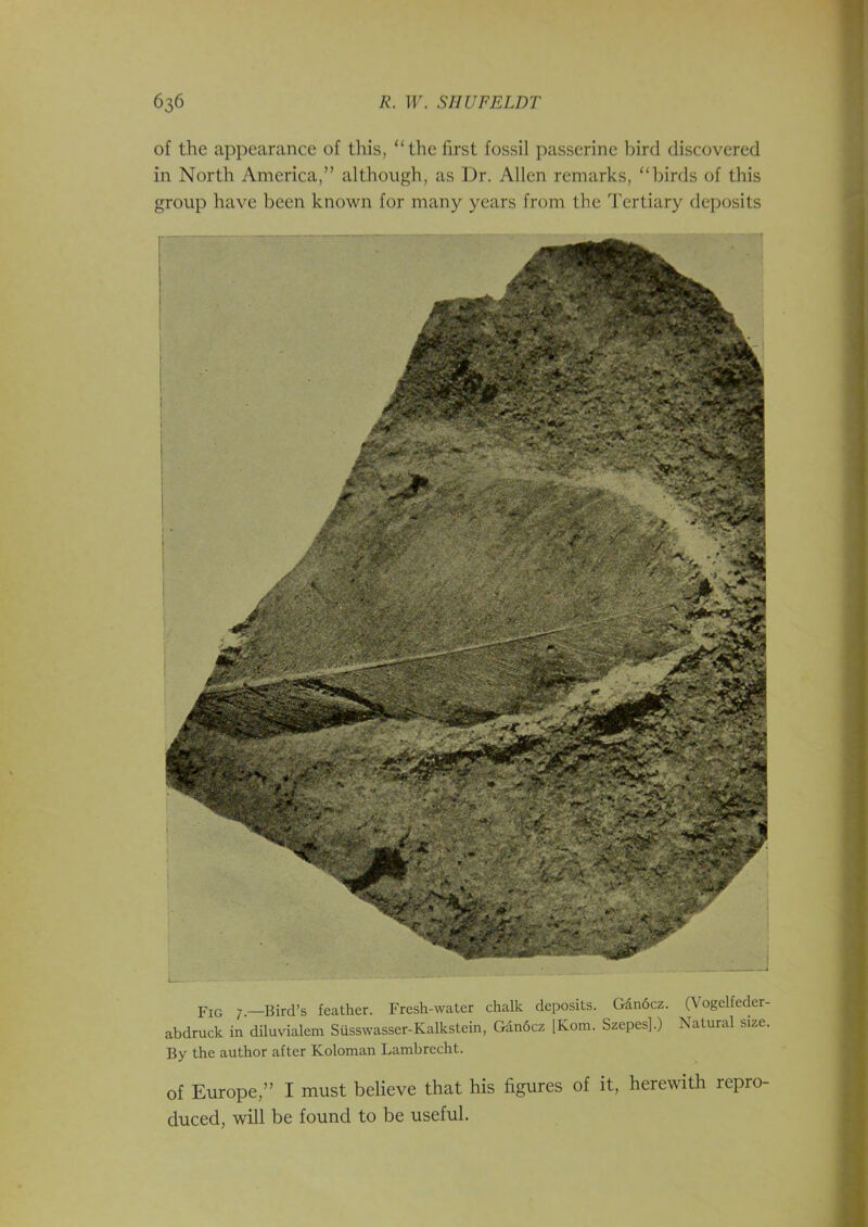 of the appearance of this, “the first fossil passerine bird discovered in North America,” although, as Dr. Allen remarks, “birds of this group have been known for many years from the Tertiary deposits pIG 7.—Bird’s feather. Fresh-water chalk deposits. Gdn6cz. (Vogelfeder- abdruck in diluvialem Siisswasser-Kalkstein, Gan6cz [Kom. Szepes].) Natural size. By the author after Koloman Lambrecht. of Europe,” I must believe that his figures of it, herewith repro- duced, will be found to be useful.