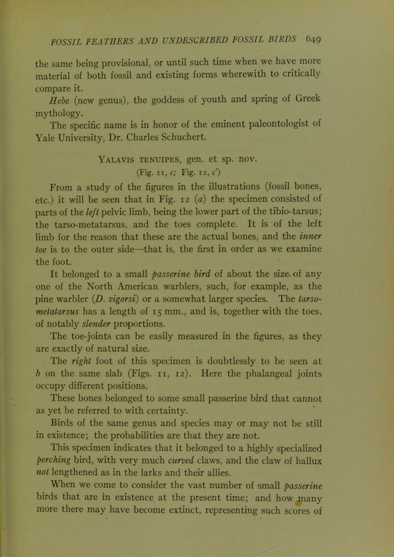 the same being provisional, or until such time when we have more material of both fossil and existing forms wherewith to critically compare it. Hebe (new genus), the goddess of youth and spring of Greek mythology. The specific name is in honor of the eminent paleontologist of Yale University, Dr. Charles Schuchert. Yalavis tenuipes, gen. et sp. nov. (Fig. ii, c; Fig. 12, c') From a study of the figures in the illustrations (fossil bones, etc.) it will be seen that in Fig. 12 (a) the specimen consisted of parts of the left pelvic limb, being the lower part of the tibio-tarsus; the tarso-metatarsus, and the toes complete. It is of the left limb for the reason that these are the actual bones, and the inner toe is to the outer side—that is, the first in order as we examine the foot. It belonged to a small passerine bird of about the size, of any one of the North American warblers, such, for example, as the pine warbler (D. vigorsi) or a somewhat larger species. The tarso- metatarsus has a length of 15 mm., and is, together with the toes, of notably slender proportions. The toe-joints can be easily measured in the figures, as they are exactly of natural size. The right foot of this specimen is doubtlessly to be seen at b on the same slab (Figs. 11, 12). Here the phalangeal joints occupy different positions. These bones belonged to some small passerine bird that cannot as yet be referred to with certainty. Birds of the same genus and species may or may not be still in existence; the probabilities are that they are not. This specimen indicates that it belonged to a highly specialized perching bird, with very much curved claws, and the claw of hallux not lengthened as in the larks and their allies. When we come to consider the vast number of small passerine birds that are in existence at the present time; and how many more there may have become extinct, representing such scores of