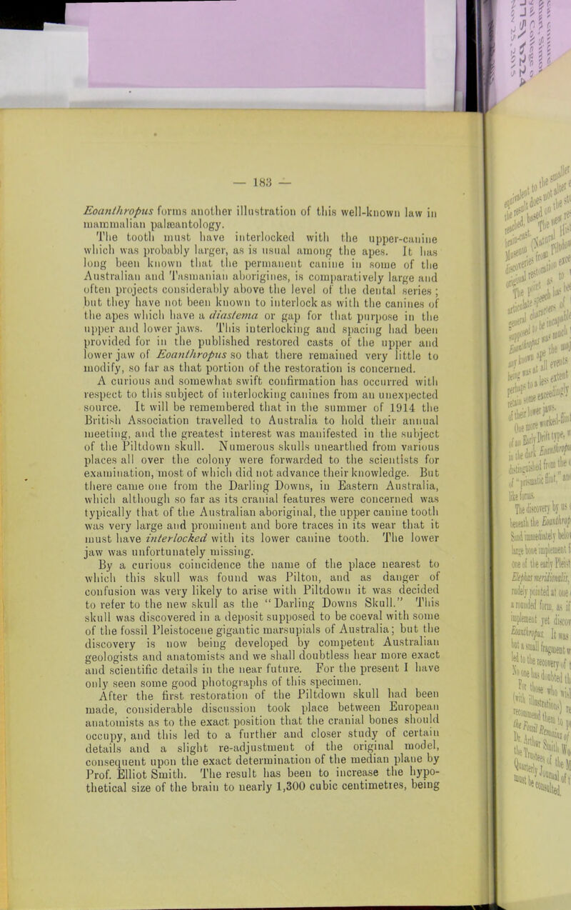 — 183 — Eoanthropus forms another illustration of this well-known law in mammalian palseantology. The tooth must have interlocked with the upper-canine which was probably larger, as is usual among the apes. It has long been known that the permanent canine in some of the Australian and Tasmanian aborigines, is comparatively large and often projects considerably above the level of the dental series ; but they have not been known to interlock as with the canines of the apes which have a diastema or gap for that purpose in the upper and lower jaws. This interlocking and spacing had been provided for in the published restored casts of the upper and lower jaw of Eoanthropus so that there remained very little to modify, so far as that portion of the restoration is concerned. A curious and somewhat swift confirmation has occurred with respect to this subject of interlocking canines from an unexpected source. It will be remembered that in the summer of 1914 the British Association travelled to Australia to hold their annual meeting, and the greatest interest was manifested in the subject of the Piltdown skull. Numerous skulls unearthed from various places all over the colony were forwarded to the scientists for examination, most of which did not advance their knowledge. But there came one from the Darling Downs, in Eastern Australia, which although so far as its cranial features were concerned was typically that of the Australian aboriginal, the upper canine tooth was very large and prominent and bore traces in its wear that it must have interlocked with its lower canine tooth. The lower jaw was unfortunately missing. By a curious coincidence the name of the place nearest to which this skull was found was Pilton, and as danger of confusion was very likely to arise with Piltdown it was decided to refer to the new skull as the “Darling Downs Skull.1 This skull was discovered in a deposit supposed to be coeval with some of the fossil Pleistocene gigantic marsupials of Australia; but the discovery is now being developed by competent Australian geologists and anatomists and we shall doubtless hear more exact and scientific details in the near future. For the present I have only seen some good photographs of this specimen. After the first restoration of the Piltdown skull had been made, considerable discussion took place between European anatomists as to the exact position that the cranial bones should occupy, and this led to a further and closer study of certain details and a slight re-adjustment of the original model, consequent upon the exact determination of the median plane by Prof. Elliot Smith. The result has been to increase the hypo- thetical size of the brain to nearly 1,300 cubic centimetres, being