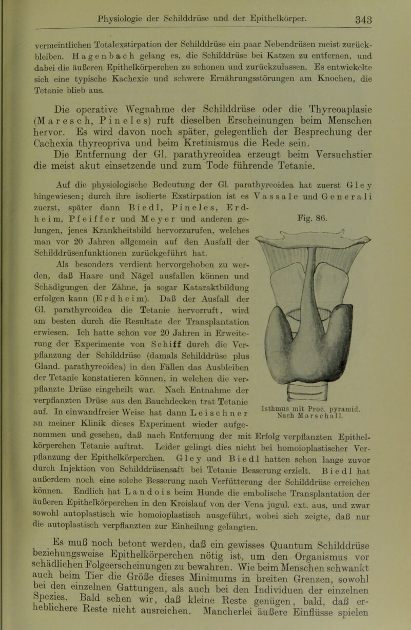 vermeintlichen Totalexstirpation der Schilddrüse ein paar Nebendrüsen meist Zurück- bleiben. Hagenbach gelang es, die Schilddrüse bei Katzen zu entfernen, und dabei die äußeren Epithelkörperchen zu schonen und zurückzulassen. Es entwickelte sich eine typische Kachexie und schwere Ernährungsstörungen am Knochen, die Tetanie blieb aus. Die operative Wegnahme der Schilddrüse oder die Thyreoaplasie (Maresch, P i n e 1 e s) ruft dieselben Erscheinungen beim Menschen hervor. Es wird davon noch später, gelegentlich der Besprechung der C'achexia thyreopriva und beim Kretinismus die Rede sein. Die Entfernung der Gl. parathyreoidea erzeugt beim Versuchstier die meist akut einsetzende und zum Tode führende Tetanie. Auf die physiologische Bedeutung der Gl. parathyreoidea hat zuerst G1 e y hingewiesen; durch ihre isolierte Exstirpation ist es zuerst, später dann Biedl, Pineies, Erd- heim, Pfeiffer und Meyer und anderen ge- lungen, jenes Krankheitsbild hervorzurufen, welches man vor 20 Jahren allgemein auf den Ausfall der Schilddrüsenfunktionen zurückgeführt hat. Als besonders verdient hervorgehoben zu wer- den, daß Haare und Nägel ausfallen können und Schädigungen der Zähne, ja sogar Kataraktbildung erfolgen kann (E r d h e i m). Daß der Ausfall der Gl. parathyreoidea die Tetanie hervorruft, wird am besten durch die Resultate der Transplantation erwiesen. Ich hatte schon vor 20 Jahren in Erweite- rung der Experimente von Schiff durch die Ver- pflanzung der Schilddrüse (damals Schilddrüse plus Gland. parathyreoidea) in den Fällen das Ausbleiben der Tetanie konstatieren können, in welchen die ver- pflanzte Drüse eingeheilt war. Nach Entnahme der verpflanzten Drüse aus den Bauchdecken trat Tetanie auf. In einwandfreier Weise hat dann Leischner an meiner Klinik dieses Experiment wieder aufge- nommen und gesehen, daß nach Entfernung der mit Erfolg verpflanzten Epithel- körperchen Tetanie auftrat. Leider gelingt dies nicht bei homoioplastischer Ver- pflanzung der Epithelkörperchen. G 1 e y und Biedl hatten schon lange zuvor durch Injektion von Schilddrüsensaft bei Tetanie Besserung erzielt. Biedl hat außerdem noch eine solche Besserung nach Verfütterung der Schilddrüse erreichen können. Endlich hat L a n d o i s beim Hunde die embolische Transplantation der äußeren Epithelkörperchen in den Kreislauf von der Vena jugul. ext. aus, und zwar sowohl autoplastisch wie homoioplastisch ausgeführt, wobei sich zeigte, daß nur die autoplastisch verpflanzten zur Einheilung gelangten. Es muß noch betont werden, daß ein gewisses Quantum Schilddrüse beziehungsweise Epithelkörperchen nötig ist, um den Organismus vor schädlichen Folgeerscheinungen zu bewahren. Wie beim Menschen schwankt auc beim Tier die Größe dieses Minimums in breiten Grenzen, sowohl ei en einzelnen Gattungen, als auch bei den Individuen der einzelnen 1 kv1?' V?ld SeheU wir’ daß klein® Reste genügen, bald, daß er- ie ic ere Reste nicht ausreichen. Mancherlei äußere Einflüsse spielen V a s s a 1 e und Generali Fig. 86. Isthmus mit Proc. pyramid. Nach Marschall.