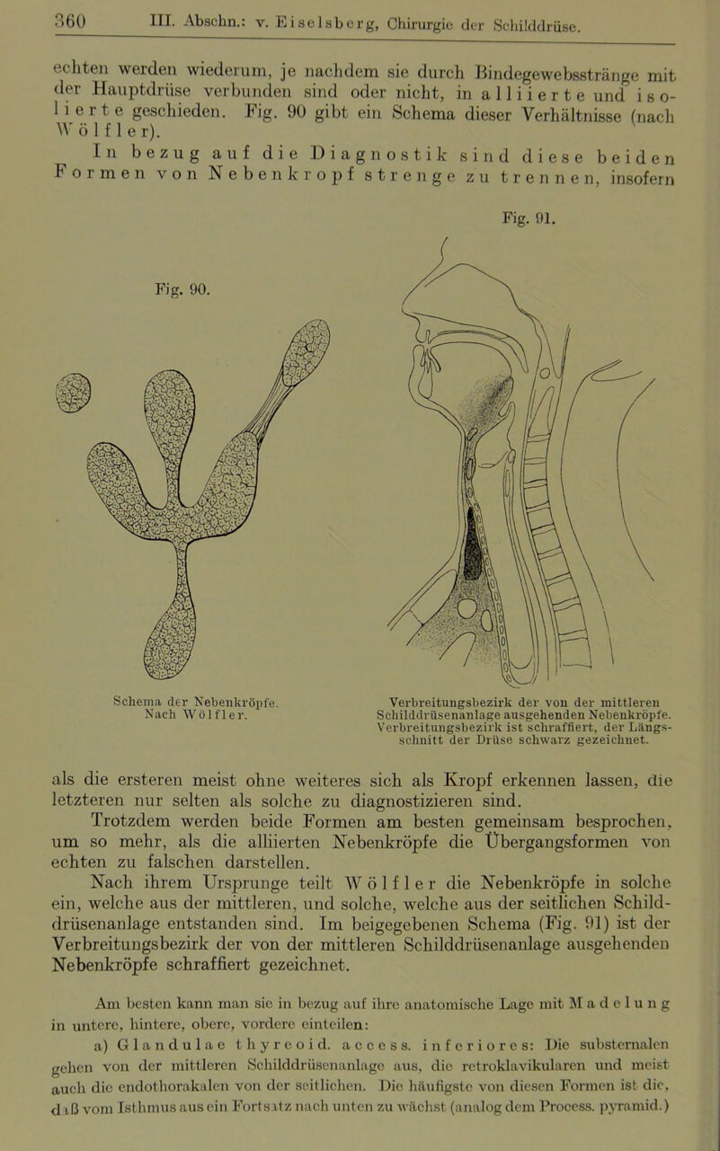 echten werden wiederum, je nachdem sie durch Bindegewebsstränge mit der Hauptdrüse verbunden sind oder nicht, in alliierte und i s o- 1 i e 1 t e geschieden. Big. 90 gibt ein Schema dieser Verhältnisse (nach W ö 1 f 1 e r). In bezug auf die Diagnostik sind diese beiden Formen von Neben kröpf strenge zu trennen, insofern Fig. 91. Fig. 90. Schema der Nebenkröpfe. Nach Wölfl er. Verbreitungsbezirk der von der mittleren Schilddrüsenanlage ausgehenden Nebenkröpfe. Verbreitungsbezirk ist schraffiert, der Längs- schnitt der Drüse schwarz gezeichnet. als die ersteren meist ohne weiteres sich als Kropf erkennen lassen, die letzteren nur selten als solche zu diagnostizieren sind. Trotzdem werden beide Formen am besten gemeinsam besprochen, um so mehr, als die alliierten Nebenkröpfe die Übergangsformen von echten zu falschen darstellen. Nach ihrem Ursprünge teilt W ö 1 f 1 e r die Nebenkröpfe in solche ein, welche aus der mittleren, und solche, welche aus der seitlichen Schild- drüsenanlage entstanden sind. Im beigegebenen Schema (Fig. 91) ist der Verbreitungsbezirk der von der mittleren Schilddrüsenanlage ausgehenden Nebenkröpfe schraffiert gezeichnet. Am besten kann man sie in bezug auf ihre anatomische Lage mit Madelung in untere, hintere, obere, vordere einteilen: a) Glandulae thyreoid. access. inferiores: Die substernalen gehen von der mittleren Schilddrüsenanlage aus, die rctroklavikularen und meist auch die endothorakalcn von der seitlichen. Die häufigste von diesen Formen ist die, d iß vom Isthmus aus ein Fortsatz nach unten zu wächst (analog dem Process. pyramid.)