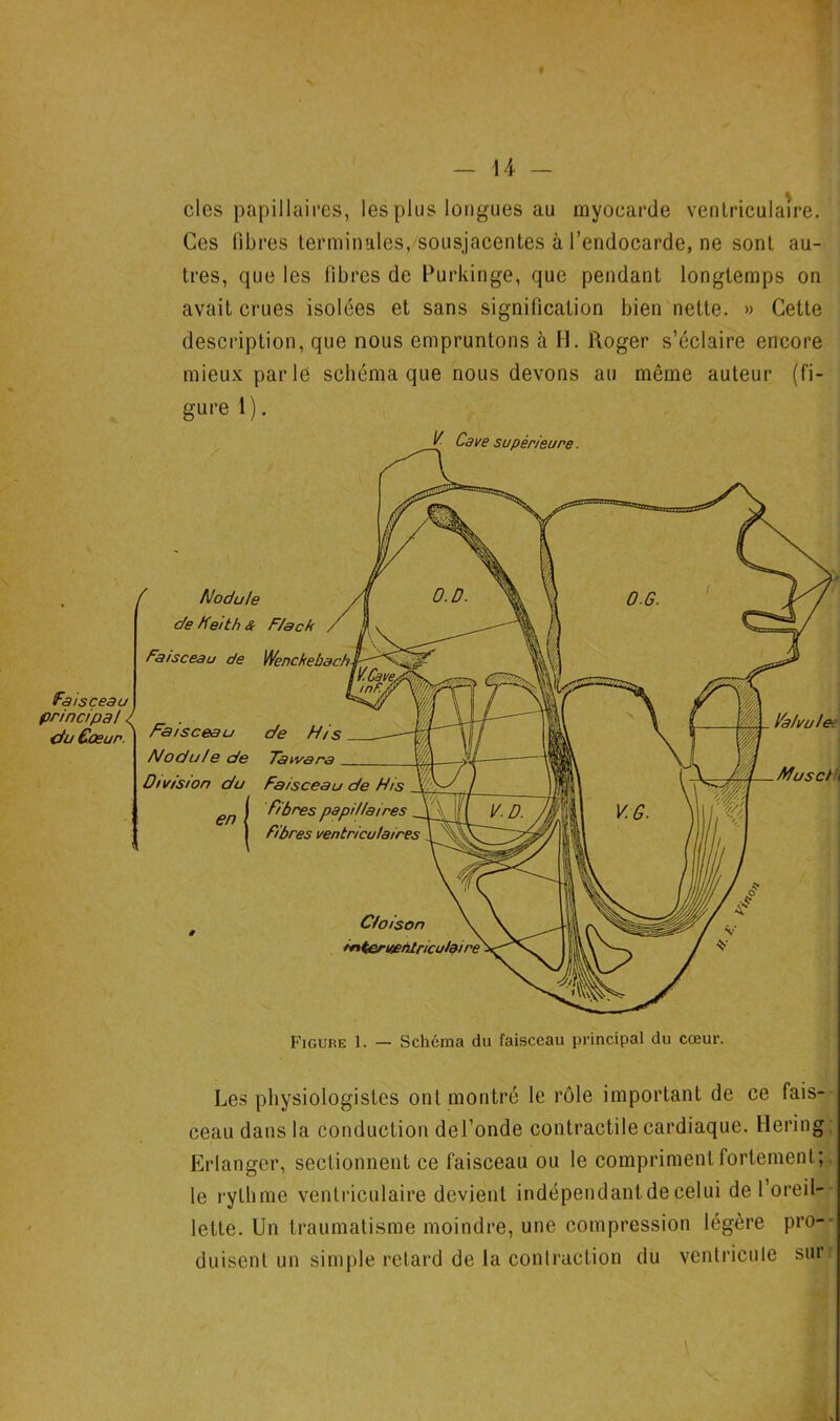 faisceau principal / ctu €œur. — \h — des papillaires, les plus longues au myocarde ventriculaire. Ces libres terminales, sousjacentes à l’endocarde, ne sont au- tres, que les fibres de Purkinge, que pendant longtemps on avait crues isolées et sans signification bien nette. » Cette description, que nous empruntons à H. Roger s’éclaire encore mieux parle schéma que nous devons au même auteur (fi- gure 1). Les physiologistes ont montré le rôle important de ce fais-* ceau dans la conduction del’onde contractile cardiaque. Hering; Erlanger, sectionnent ce faisceau ou le compriment fortement;^, le rythme ventriculaire devient indépendant de celui de 1 oreil-- leite. Un traumatisme moindre, une compression légère pro-- duisent un simple retard de la conlraction du ventricule surV \ ‘4