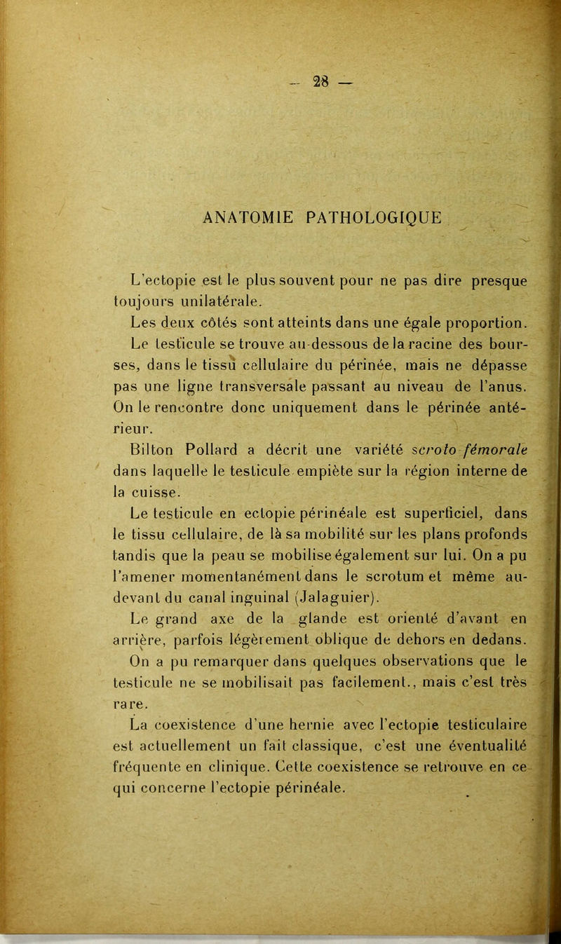 ANATOMIE PATHOLOGIQUE L’ectopie est le plus souvent pour ne pas dire presque toujours unilatérale. Les deux côtés sont atteints dans une égale proportion. Le testicule se trouve au-dessous de la racine des bour- ses, dans le tissu cellulaire du périnée, mais ne dépasse pas une ligne transversale passant au niveau de l’anus. On le rencontre donc uniquement dans le périnée anté- rieur. Bilton Pollard a décrit une variété scrolo fémorale dans laquelle le testicule empiète sur la région interne de la cuisse. Le testicule en ectopie périnéale est superficiel, dans le tissu cellulaire, de là sa mobilité sur les plans profonds tandis que la peau se mobilise également sur lui. On a pu l’amener momentanément dans le scrotum et même au- devant du canal inguinal (Jalaguier). Le grand axe de la glande est orienté d’avant en arrière, parfois légèrement oblique de dehors en dedans. On a pu remarquer dans quelques observations que le testicule ne se mobilisait pas facilement., mais c’est très rare. La coexistence d’une hernie avec l’ectopie testiculaire est actuellement un fait classique, c’est une éventualité fréquente en clinique. Cette coexistence se l’etrouve en ce qui concerne l’ectopie périnéale.