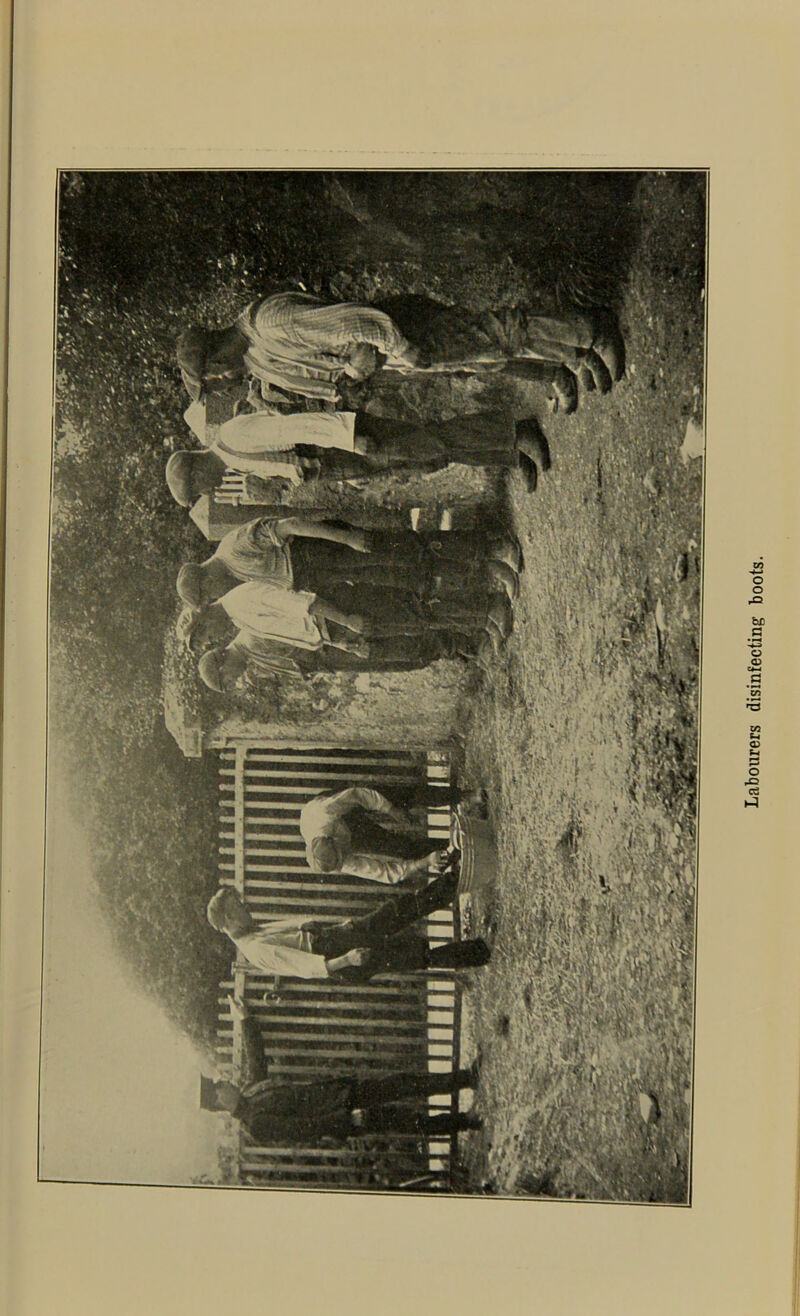 Labourers disinfecting boots.