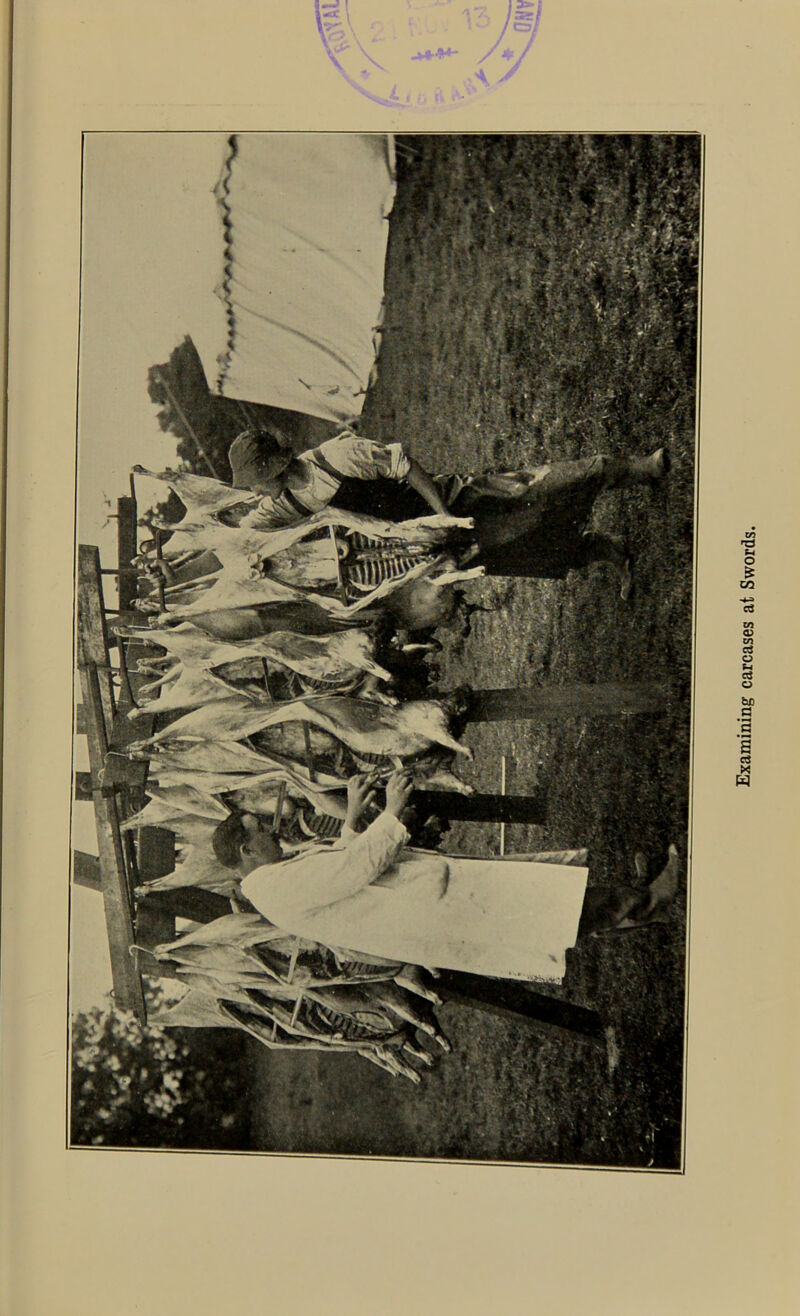 Examining carcases at Swords.