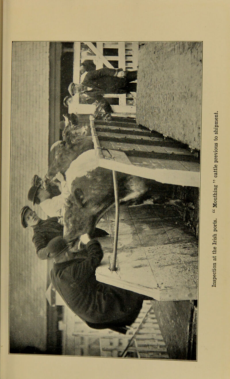 ; Inspection at the Irish ports. ££ Mouthing ” cattle previous to shipment.
