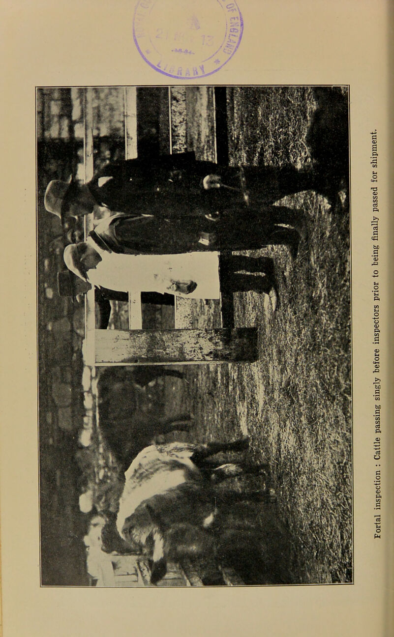 Forlal inspection : Cattle passing singly before inspectors prior to being finally passed tor shipment.