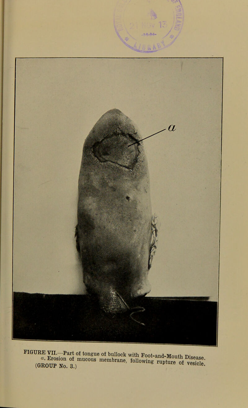 FIGURE VII.—Part of tongue of bullock with Foot-and-Month n,en (o^oupT °lr°s membraM'