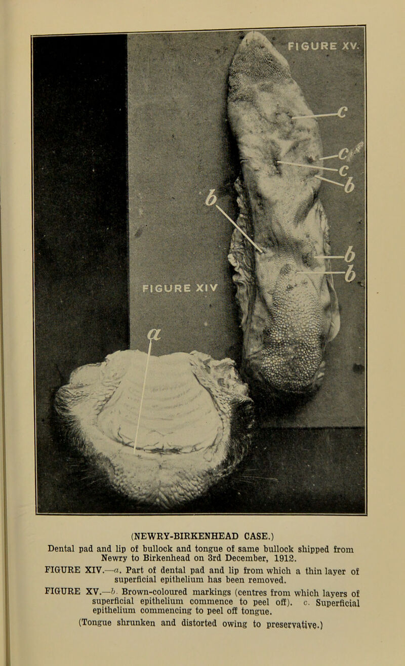 Dental pad and lip of bullock and tongue of same bullock shipped from Newry to Birkenhead on 3rd December, 1912. FIGURE XIV.—a. Part of dental pad and lip from which a thin layer of superficial epithelium has been removed. FIGURE XV.—b Brown-coloured markings (centres from which layers of superficial epithelium commence to peel off), c. Superficial epithelium commencing to peel off tongue. (Tongue shrunken and distorted owing to preservative.)