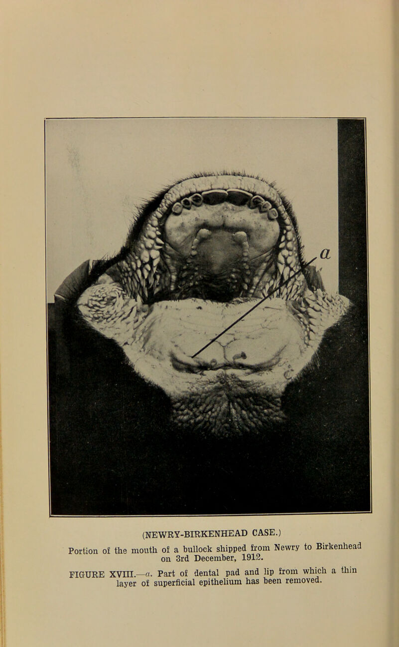 Portion o£ the mouth o£ a bullock shipped hom Newry to Birkenhead on 3rd December, 1912. FIGURE XVIII.—a. Part of dental pad and lip from which a thin layer of superficial epithelium has been removed.