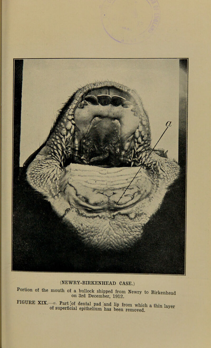 Portion of the mouth of a bullock shipped from Nevvry to Birkenhead on 3rd December, 1912. FIGURE XIX.—-a. Part [of dental pad and lip from which a of superficial epithelium has been removed. thin layer