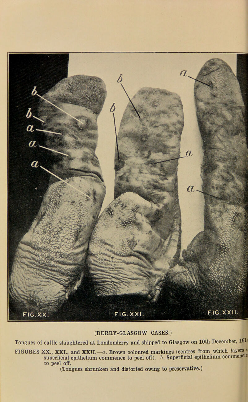 Tongues of cattle slaughtered at Londonderry and shipped to Glasgow on 10th December, 19l< FIGURES XX., XXI., and XXII— a. Brown coloured markings (centres from which layers < superficial epithelium commence to peel off), b. Superficial epithelium commenci to peel off. (Tongues shrunken and distorted owing to preservative.)