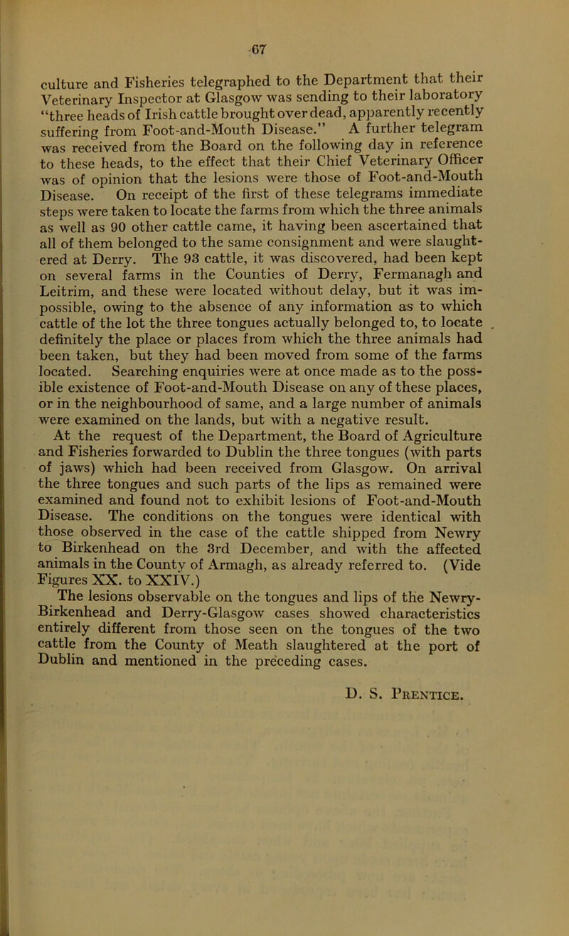 culture and Fisheries telegraphed to the Department that their Veterinary Inspector at Glasgow was sending to their laboratory “three heads of Irish cattle brought over dead, apparently recently suffering from Foot-and-Mouth Disease.” A further telegram was received from the Board on the following day in reference to these heads, to the effect that their Chief Veterinary Officer was of opinion that the lesions were those of Foot-and-Mouth Disease. On receipt of the first of these telegrams immediate steps were taken to locate the farms from which the three animals as well as 90 other cattle came, it having been ascertained that all of them belonged to the same consignment and were slaught- ered at Derry. The 93 cattle, it was discovered, had been kept on several farms in the Counties of Derry, Fermanagh and Leitrim, and these were located without delay, but it was im- possible, owing to the absence of any information as to which cattle of the lot the three tongues actually belonged to, to locate . definitely the place or places from which the three animals had been taken, but they had been moved from some of the farms located. Searching enquiries were at once made as to the poss- ible existence of Foot-and-Mouth Disease on any of these places, or in the neighbourhood of same, and a large number of animals were examined on the lands, but with a negative result. At the request of the Department, the Board of Agriculture and Fisheries forwarded to Dublin the three tongues (with parts of jaws) which had been received from Glasgow. On arrival the three tongues and such parts of the lips as remained were examined and found not to exhibit lesions of Foot-and-Mouth Disease. The conditions on the tongues were identical with those observed in the case of the cattle shipped from Newry to Birkenhead on the 3rd December, and with the affected animals in the County of Armagh, as already referred to. (Vide Figures XX. to XXIV.) The lesions observable on the tongues and lips of the Newry- Birkenhead and Derry-Glasgow cases showed characteristics entirely different from those seen on the tongues of the two cattle from the County of Meath slaughtered at the port of Dublin and mentioned in the preceding cases. D. S. Prentice.