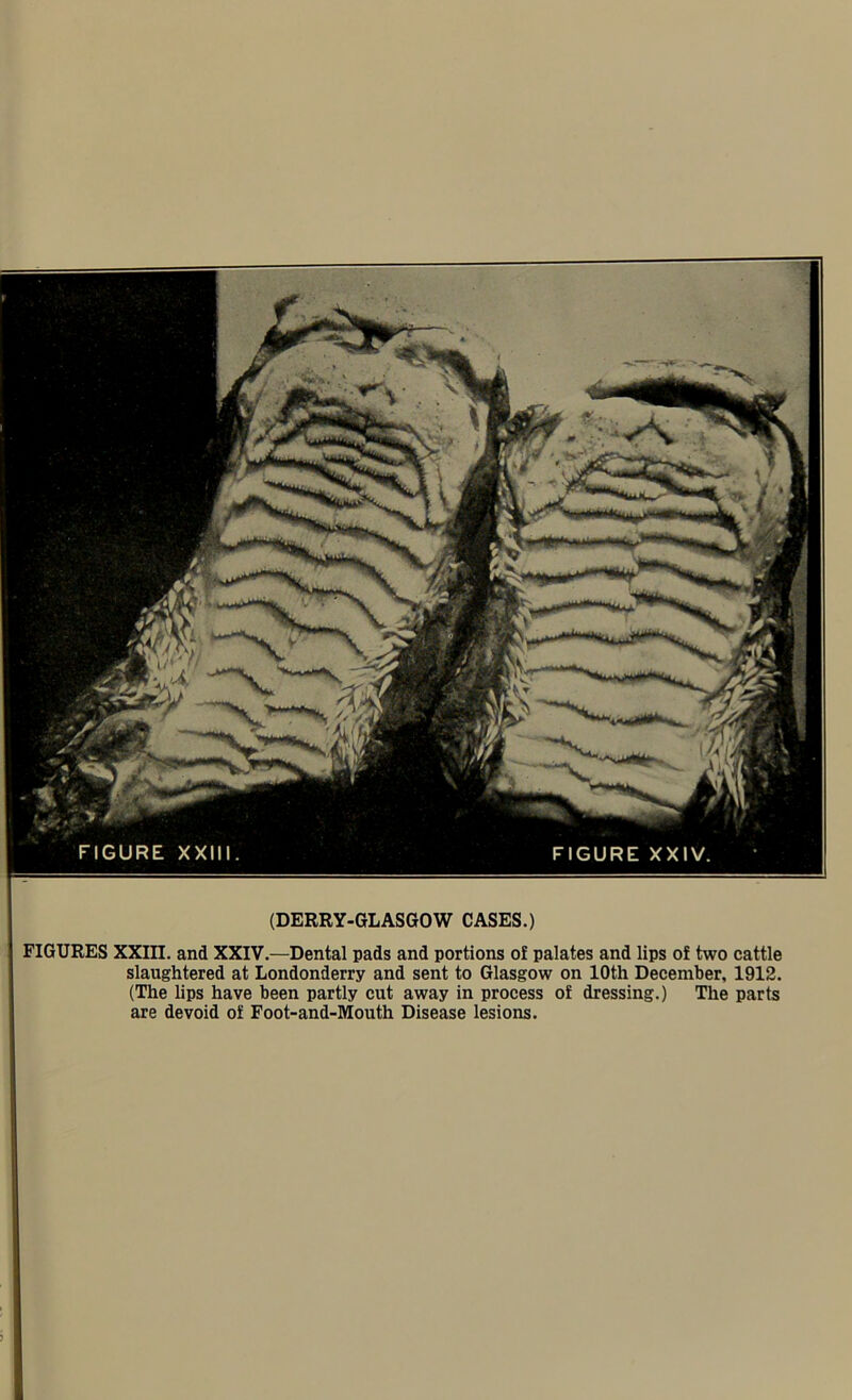 FIGURES XXIII. and XXIV.—Dental pads and portions of palates and lips of two cattle slaughtered at Londonderry and sent to Glasgow on 10th December, 1912. (The lips have been partly cut away in process of dressing.) The parts are devoid of Foot-and-Mouth Disease lesions.