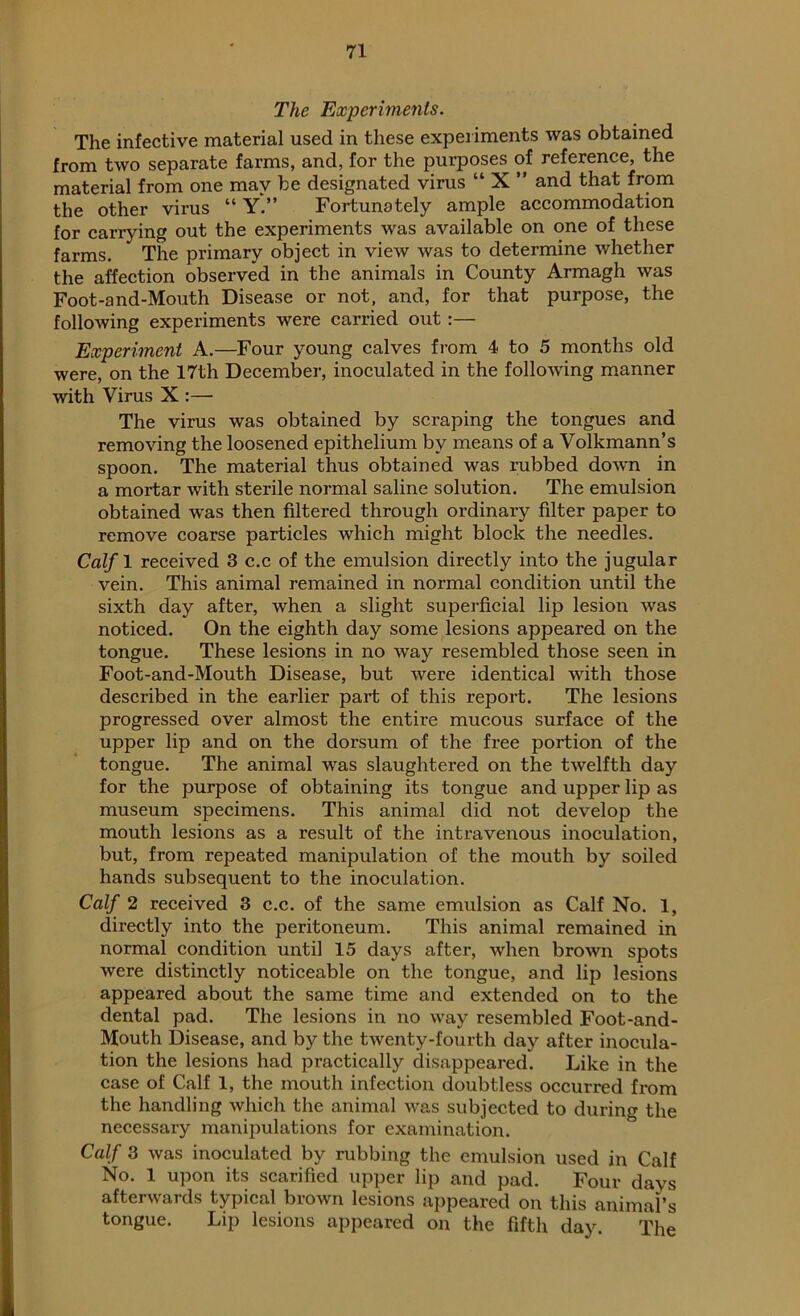The Experiments. The infective material used in these experiments was obtained from two separate farms, and, for the purposes of reference, the material from one may be designated virus “ X ” and that from the other virus “ Y.” Fortunately ample accommodation for carrying out the experiments was available on one of these farms. The primary object in view was to determine whether the affection observed in the animals in County Armagh was Foot-and-Mouth Disease or not, and, for that purpose, the following experiments were carried out:— Experiment A.—Four young calves from 4 to 5 months old were, on the 17th December, inoculated in the following manner with Virus X :—■ The virus was obtained by scraping the tongues and removing the loosened epithelium by means of a Volkmann’s spoon. The material thus obtained was rubbed down in a mortar with sterile normal saline solution. The emulsion obtained was then filtered through ordinary filter paper to remove coarse particles which might block the needles. Calf 1 received 3 c.c of the emulsion directly into the jugular vein. This animal remained in normal condition until the sixth day after, when a slight superficial lip lesion was noticed. On the eighth day some lesions appeared on the tongue. These lesions in no way resembled those seen in Foot-and-Mouth Disease, but were identical with those described in the earlier part of this report. The lesions progressed over almost the entire mucous surface of the upper lip and on the dorsum of the free portion of the tongue. The animal was slaughtered on the twelfth day for the purpose of obtaining its tongue and upper lip as museum specimens. This animal did not develop the mouth lesions as a result of the intravenous inoculation, but, from repeated manipulation of the mouth by soiled hands subsequent to the inoculation. Calf 2 received 3 c.c. of the same emulsion as Calf No. 1, directly into the peritoneum. This animal remained in normal condition until 15 days after, when brown spots were distinctly noticeable on the tongue, and lip lesions appeared about the same time and extended on to the dental pad. The lesions in no way resembled Foot-and- Mouth Disease, and by the twenty-fourth day after inocula- tion the lesions had practically disappeared. Like in the case of Calf 1, the mouth infection doubtless occurred from the handling which the animal was subjected to during the necessary manipulations for examination. Calf 3 was inoculated by rubbing the emulsion used in Calf No. 1 upon its scarified upper lip and pad. Four days afterwards typical brown lesions appeared on this animal’s tongue. Lip lesions appeared on the fifth day. The