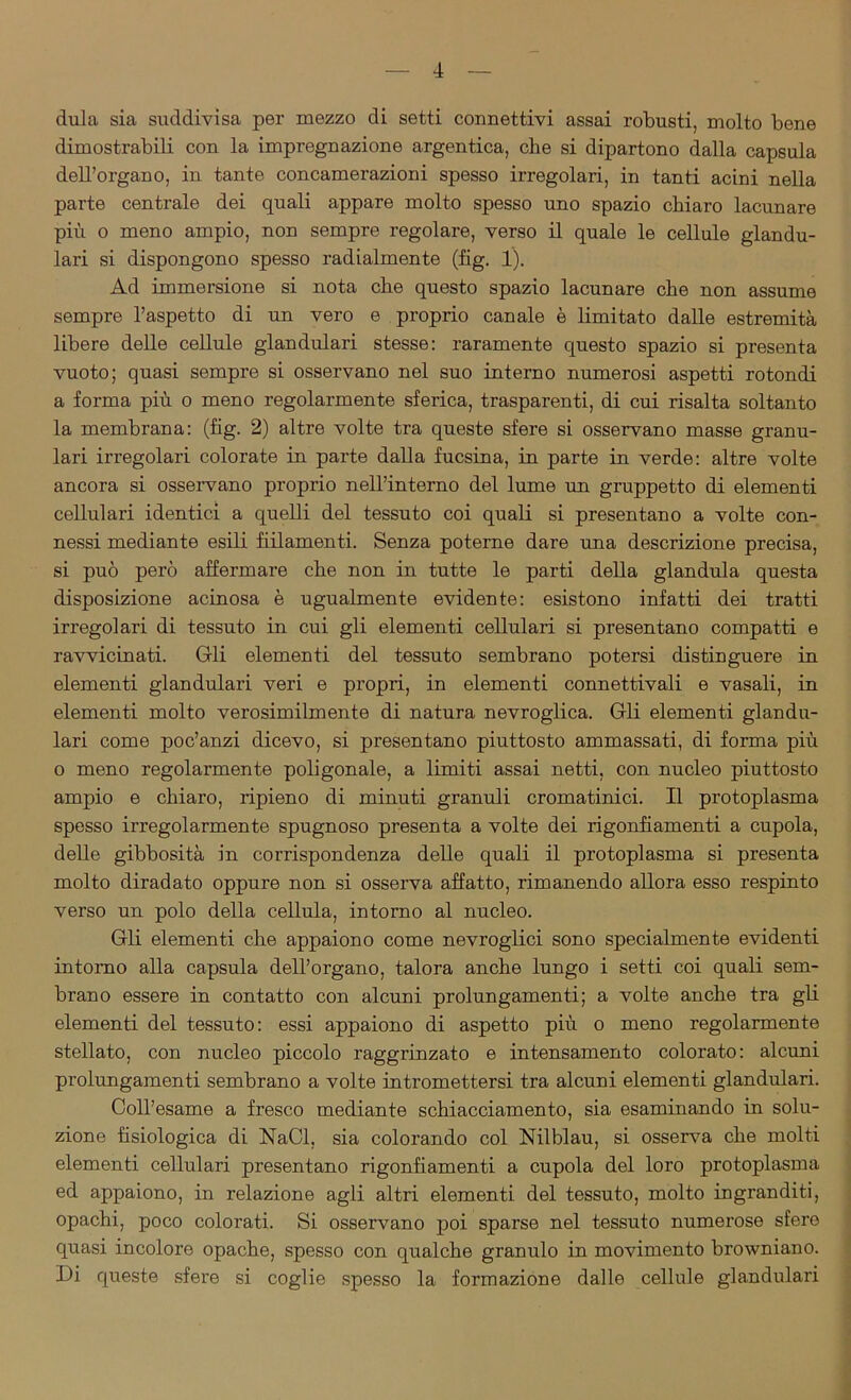 dula sia suddivisa per mezzo di setti connettivi assai robusti, molto bene dimostrabili con la impregnazione argentica, che si dipartono dalla capsula dell’organo, in tante concamerazioni spesso irregolari, in tanti acini nella parte centrale dei quali appare molto spesso uno spazio chiaro lacunare più o meno ampio, non sempre regolare, verso il quale le cellule glandu- lari si dispongono spesso radialmente (fig. 1). Ad immersione si nota che questo spazio lacunare che non assume sempre l’aspetto di un vero e proprio canale è limitato dalle estremità libere delle cellule glandulari stesse: raramente questo spazio si presenta vuoto; quasi sempre si osservano nel suo interno numerosi aspetti rotondi a forma più o meno regolarmente sferica, trasparenti, di cui risalta soltanto la membrana: (fig. 2) altre volte tra queste sfere si osservano masse granu- lari irregolari colorate in parte dalla fucsina, in parte in verde: altre volte ancora si osservano proprio nell’interno del lume un gruppetto di elementi cellulari identici a quelli del tessuto coi quali si presentano a volte con- nessi mediante esili fiilamenti. Senza poterne dare una descrizione precisa, si può però affermare che non in tutte le parti della gianduia questa disposizione acinosa è ugualmente evidente: esistono infatti dei tratti irregolari di tessuto in cui gli elementi cellulari si presentano compatti e ravvicinati. Gli elementi del tessuto sembrano potersi distinguere in elementi glandulari veri e propri, in elementi connettivali e vasali, in elementi molto verosimilmente di natura nevroglica. Gli elementi glandu- lari come poc’anzi dicevo, si presentano piuttosto ammassati, di forma più o meno regolarmente poligonale, a limiti assai netti, con nucleo piuttosto ampio e chiaro, ripieno di minuti granuli cromatinici. Il protoplasma spesso irregolarmente spugnoso presenta a volte dei rigonfiamenti a cupola, delle gibbosità in corrispondenza delle quali il protoplasma si presenta molto diradato oppure non si osserva affatto, rimanendo allora esso respinto verso un polo della cellula, intorno al nucleo. Gli elementi che appaiono come nevroglici sono specialmente evidenti intorno alla capsula dell’organo, talora anche lungo i setti coi quali sem- brano essere in contatto con alcuni prolungamenti; a volte anche tra gli elementi del tessuto: essi appaiono di aspetto più o meno regolarmente stellato, con nucleo piccolo raggrinzato e intensamento colorato: alcuni prolungamenti sembrano a volte intromettersi tra alcuni elementi glandulari. Coll’esame a fresco mediante schiacciamento, sia esaminando in solu- zione fisiologica di NaCl, sia colorando col Nilblau, si osserva che molti elementi cellulari presentano rigonfiamenti a cupola del loro protoplasma ed appaiono, in relazione agli altri elementi del tessuto, molto ingranditi, opachi, poco colorati. Si osservano poi sparse nel tessuto numerose sfere quasi incolore opache, spesso con qualche granulo in movimento browniano. Di queste sfere si coglie spesso la formazione dalle cellule glandulari