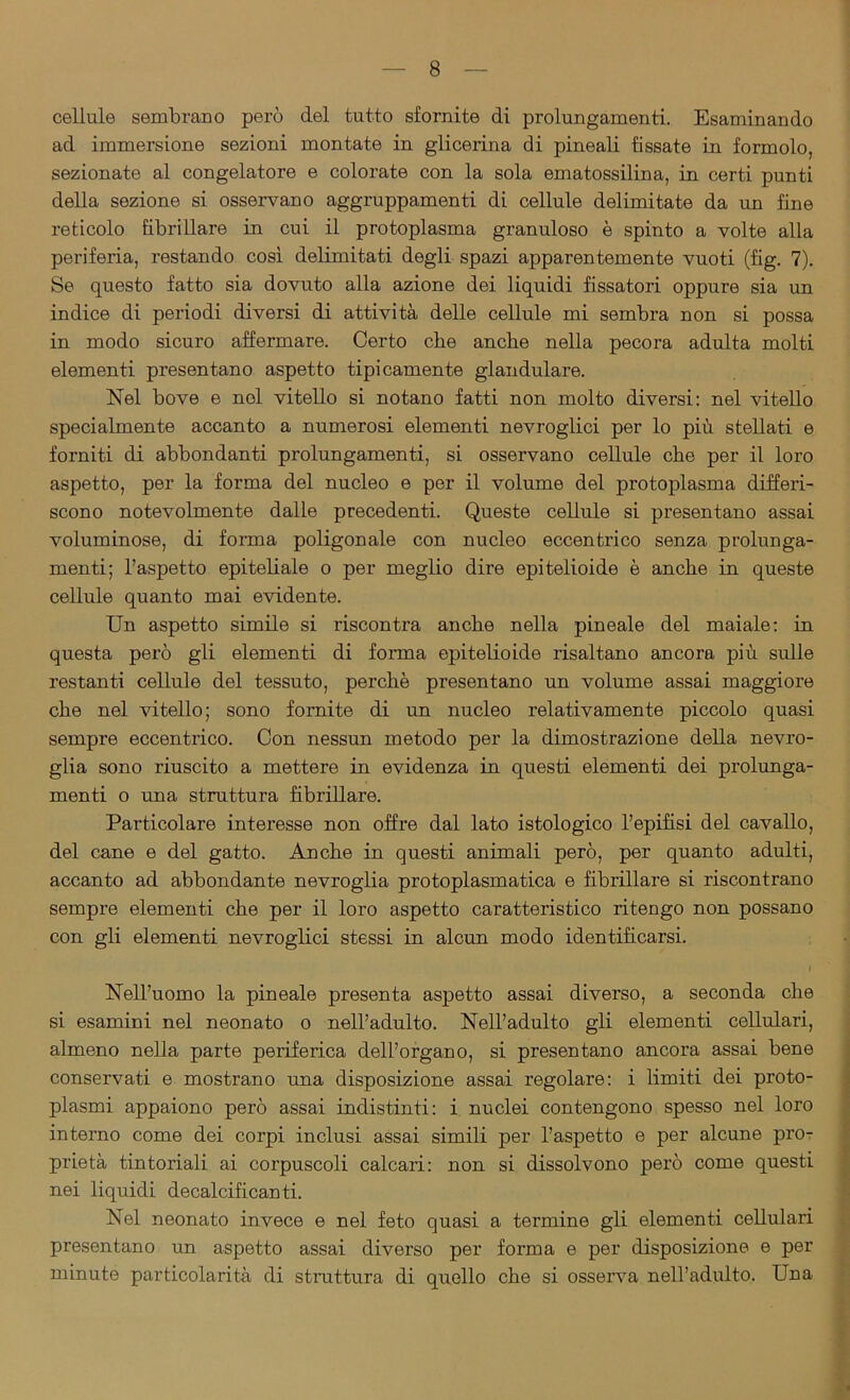 cellule sembrano però del tutto sfornite di prolungamenti. Esaminando ad immersione sezioni montate in glicerina di pineali fissate in formolo, sezionate al congelatore e colorate con la sola ematossilina, in certi punti della sezione si osservano aggruppamenti di cellule delimitate da un fine reticolo fibrillare in cui il protoplasma granuloso è spinto a volte alla periferia, restando così delimitati degli spazi apparentemente vuoti (fig. 7). Se questo fatto sia dovuto alla azione dei liquidi fissatori oppure sia un indice di periodi diversi di attività delle cellule mi sembra non si possa in modo sicuro affermare. Certo che anche nella pecora adulta molti elementi presentano aspetto tipicamente glandulare. Nel bove e nel vitello si notano fatti non molto diversi: nel vitello specialmente accanto a numerosi elementi nevroglici per lo più stellati e forniti di abbondanti prolungamenti, si osservano cellule che per il loro aspetto, per la forma del nucleo e per il volume del protoplasma differi- scono notevolmente dalle precedenti. Queste cellule si presentano assai voluminose, di forma poligonale con nucleo eccentrico senza prolunga- menti; l’aspetto epiteliale o per meglio dire epitelioide è anche in queste cellule quanto mai evidente. Un aspetto simile si riscontra anche nella pineale del maiale: in questa però gli elementi di forma epitelioide risaltano ancora più sulle restanti cellule del tessuto, perchè presentano un volume assai maggiore che nel vitello; sono fornite di un nucleo relativamente piccolo quasi sempre eccentrico. Con nessun metodo per la dimostrazione della nevro- glia sono riuscito a mettere in evidenza in questi elementi dei prolunga- menti o una struttura fibrillare. Particolare interesse non offre dal lato istologico l’epifisi del cavallo, del cane e del gatto. Anche in questi animali però, per quanto adulti, accanto ad abbondante nevroglia protoplasmatica e fibrillare si riscontrano sempre elementi che per il loro aspetto caratteristico ritengo non possano con gli elementi nevroglici stessi in alcun modo identificarsi. Nell’uomo la pineale presenta aspetto assai diverso, a seconda che si esamini nel neonato o nell’adulto. Nell’adulto gli elementi cellulari, almeno nella parte periferica dell’organo, si presentano ancora assai bene conservati e mostrano una disposizione assai regolare: i limiti dei proto- plasmi appaiono però assai indistinti: i nuclei contengono spesso nel loro interno come dei corpi inclusi assai simili per l’aspetto e per alcune pro- prietà tintonali ai corpuscoli calcari: non si dissolvono però come questi nei liquidi decalcificanti. Nel neonato invece e nel feto quasi a termine gli elementi cellulari presentano un aspetto assai diverso per forma e per disposizione e per minute particolarità di struttura di quello che si osserva nell’adulto. Una