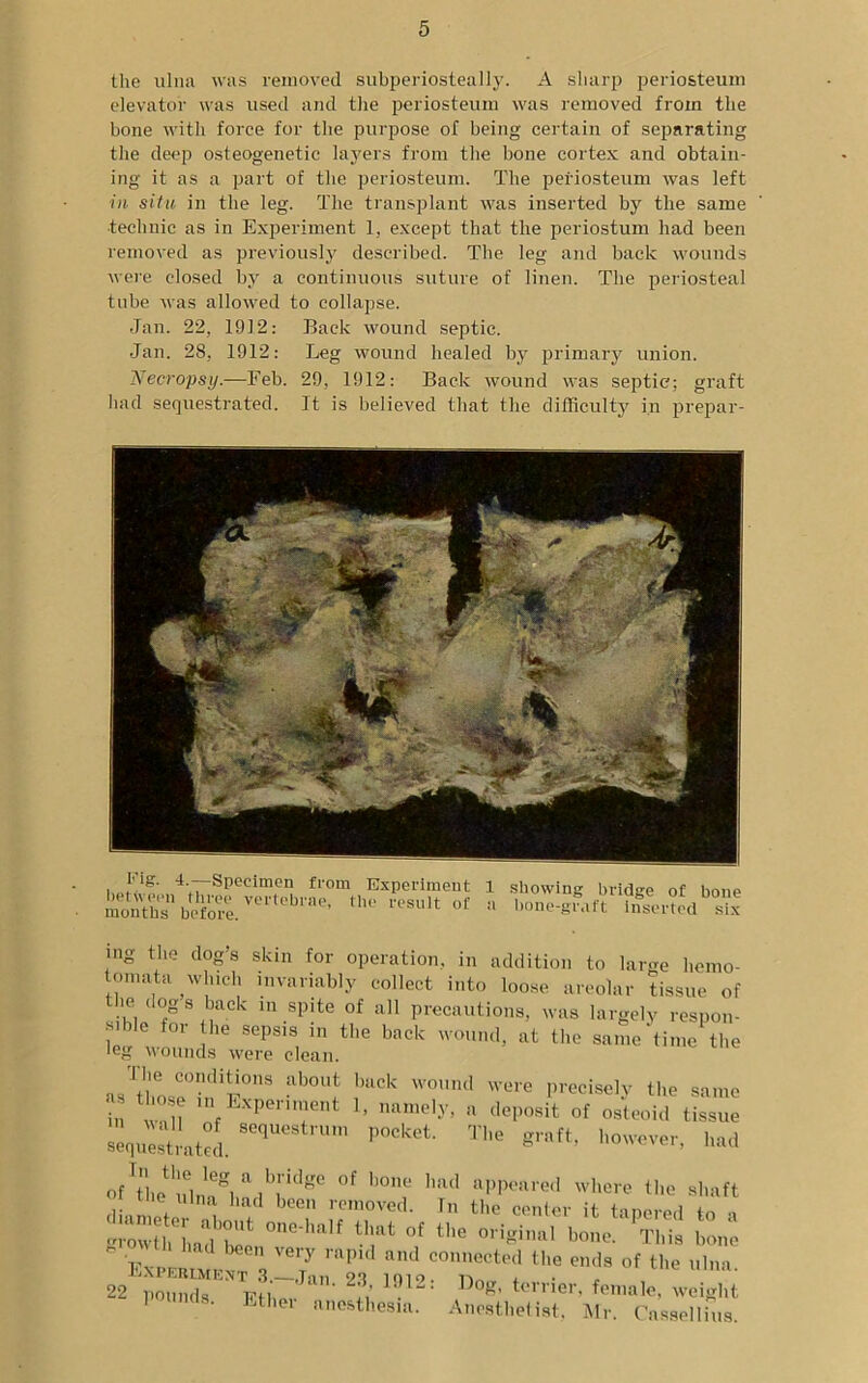the ulna was removed subperiosteally. A sharp periosteum elevator was used and the periosteum was removed from the bone with force for the purpose of being certain of separating the deep osteogenetic layers from the bone cortex and obtain- ing it as a part of the periosteum. The periosteum was left ■in situ in the leg. The transplant was inserted by the same ■technic as in Experiment 1, except that the periostum had been removed as previously described. The leg and back wounds were closed by a continuous suture of linen. The periosteal tube was allowed to collapse. Jan. 22, 1912: Back wound septic. Jan. 28, 1912: Leg wound healed by primary union. 'Necropsy.—Feb. 29, 1912: Back wound was septic; graft had sequestrated. It is believed that the difficulty in prepar- Fig. 4.—Specimen from Experiment between three vertebrae, the result of months hofni’p 1 showing bridge of bone a bone-graft inserted six ing the dog’s skin for operation, in addition to large licmo- omata which invariably collect into loose areolar tissue of ie dogs back m spite of all precautions, was largely respon- sible for the sepsis in the back wound, at the same time the leg wounds were clean. as'tlmsp0bn'E°8 ab0Urt ,bttck W0Und Were P^cisely the same in 1 in Experiment 1, namely, a deposit of osteoid tissue sequestrated. ^ T' *«. -ever, had »fIthethuln,egl,“db,l'i'iB' °f '“T had “'’I’™™1 ,v'“re shaft the ulna had been removed. In the center it tancred in -3 “Jr l,rl »! bone 1‘ e™™ 3 -LT Z2coT1 ”Tthe 22 hhlier tuiestheshl: