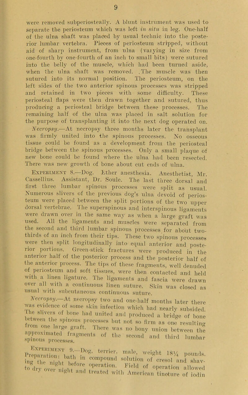 were removed subperiosteal!}'. A blunt instrument was used to separate the periosteum which was left in situ in leg. One-half of the ulna shaft was placed by usual technic into the poste- rior lumbar vertebra. Pieces of periosteum stripped, without aid of sharp instrument, from ulna (varying in size from one-fourth by one-fourth of an inch to small bits) were sutured into the bell}’ of the muscle, which had been turned aside, when the ulna shaft was removed. . The muscle was then sutured into its normal position. The periosteum, on the left sides of the two anterior spinous processes was stripped and retained in two pieces with some difficulty. These periosteal flaps were then drawn together and sutured, thus producing a periosteal bridge between these processes. The remaining half of the ulna was placed in salt solution for the purpose of transplanting it into the next dog operated on. Necropsy.—At necropsy three months later the transplant was firmly united into the spinous processes. No osseous tissue could be found as a development from the periosteal bridge between the spinous processes. Only a small plaque of new bone could he found where the ulna had been resected. There was new growth of hone about cut ends of ulna. Experiment 8.—Dog. Ether anesthesia. Anesthetist, Mr. Cassellius. Assistant, Dr. Soule. The last three dorsal and first three lumbar spinous processes were split as usual. Numerous slivers of the previous dog’s ulna devoid of perios- teum were placed between the split portions of the two upper dorsal vertebrae. The superspinous and interspinous ligaments were drawn over in the same way as when a large graft was used. All the ligaments and muscles were separated from the second and third lumbar spinous processes for about two- thiids of an inch from their tips. These two spinous processes were then split longitudinally into equal anterior and poste- rior portions. Green-stick fractures were produced in the anterior half of the posterior process and the posterior half of the anterior process. The tips of these fragments, well denuded of periosteum and soft tissues, were then contacted and held with a linen ligature. The ligaments and fascia were drawn over all with a continuous linen suture. Skin was closed as usual with subcutaneous continuous suture. Necropsy. At necropsy two and one-half months later there was evidence of some skin infection which had nearly subsided Ihe slivers of hone had united and produced a bridge of bone between the spinous processes but not so firm as one resulting fiom one large graft. There was no bony union between the approximated fragments of the second and thirdlumbar spinous processes. Prone ration 'l fi ?°g’ telTi,‘r’ male> weight 18% pounds ing thfXht w in COmprid Solution of «esoI nnd sluiv to dry ovel nlbi n,?! Field of operation allowed and floated with American tincture of iodir