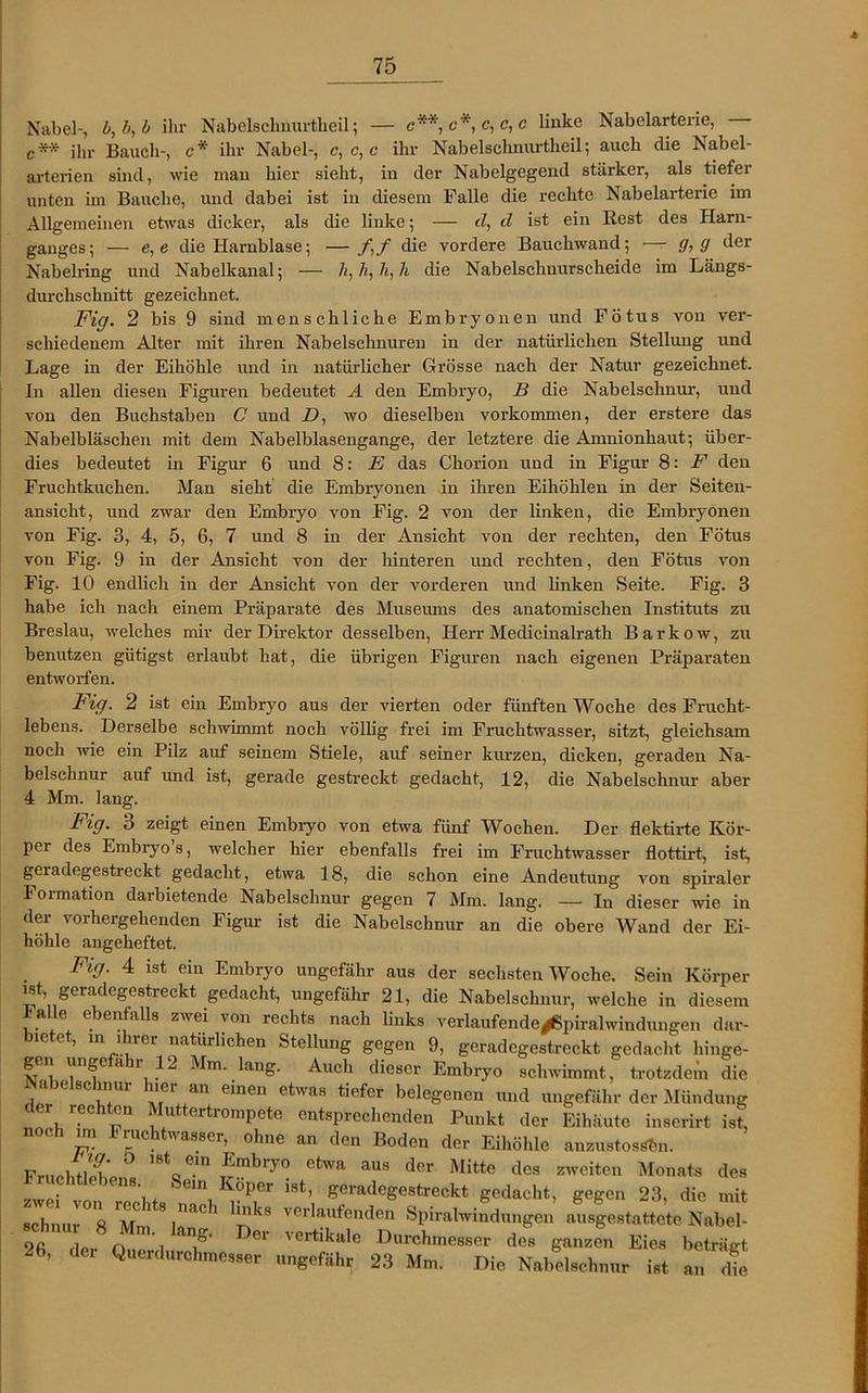 Nabel-, b, b, b ihr Nabelsclmurtheil; — c**,c*,c,c,c linke Nabelarterie, — c** ihr Bauch-, c* ihr Nabel-, c, c, c ihr Nabelsclmurtheil; auch die Nabel- arterien sind, wie man hier sieht, in der Nabelgegend stärker, als tiefer unten im Bauche, und dabei ist in diesem Falle die rechte Nabelarterie im Allgemeinen etwas dicker, als die linke; — d, d ist ein Rest des Harn- ganges; — e, e die Harnblase; — /,/ die vordere Bauchwand; — g, g der Nabehäng und Nabelkanal; — Ji,h,h,h die Nabelschnurscheide im Längs- durchschnitt gezeichnet. Fig. 2 bis 9 sind menschliche Embryonen und Fötus von ver- schiedenem Alter mit ihren Nabelschnüren in der natürlichen Stellung und Lage in der Eihöhle und in natürlicher Grösse nach der Natur gezeichnet. In allen diesen Figuren bedeutet A den Embryo, B die Nabelschnur, und von den Buchstaben C und D, wo dieselben Vorkommen, der erstere das Nabelbläschen mit dem Nabelblasengange, der letztere die Amnionhaut; über- dies bedeutet in Figur 6 und 8: E das Chorion und in Figur 8: F den Fruchtkuchen. Man sieht die Embryonen in ihren Eihöhlen in der Seiten- ansicht, und zwar den Embryo von Fig. 2 von der linken, die Embryonen von Fig. 3, 4, 5, 6, 7 und 8 in der Ansicht von der rechten, den Fötus von Fig. 9 in der Ansicht von der hinteren und rechten, den Fötus von Fig. 10 endlich in der Ansicht von der vorderen und linken Seite. Fig. 3 habe ich nach einem Präparate des Museums des anatomischen Instituts zu Breslau, welches mir der Direktor desselben, Herr Medicinalrath Barkow, zu benutzen giitigst erlaubt hat, die übrigen Figuren nach eigenen Präparaten entworfen. Fig. 2 ist ein Embryo aus der vierten oder fünften Woche des Frucht- lebens. Derselbe schwimmt noch völlig frei im Fruchtwasser, sitzt, gleichsam noch wie ein Pilz auf seinem Stiele, auf seiner kurzen, dicken, geraden Na- belschnur auf und ist, gerade gestreckt gedacht, 12, die Nabelschnur aber 4 Mm. lang. Fig. 3 zeigt einen Embryo von etwa fünf Wochen. Der flektirte Kör- per des Embryo s, welcher hier ebenfalls frei im Fruchtwasser flottirt, ist, geiadegestreckt gedacht, etwa 18, die schon eine Andeutung von spiraler Formation darbietende Nabelschnur gegen 7 Mm. lang. — In dieser wie in der vorhergehenden Figur ist die Nabelschnur an die obere Wand der Ei- höhle angeheftet. Fig. 4 ist ein Embryo ungefähr aus der sechsten Woche. Sein Körper ist, geradegestreckt gedacht, ungefähr 21, die Nabelschnur, welche in diesem a o ebenfalls zwei von rechts nach links verlaufende^piralwindungen dar- 10 e ’ ln j’ircr nati»rlichen Stellung gegen 9, geradegestreckt gedacht hinge- gcn ungefähr i2 Mm. lang. Auch dieser Embryo schwimmt, trotzdem die i ) scinm lei an einen etwas tiefer belegenen und ungefähr der Mündung r rechten Muttertrompete entsprechenden Punkt der Eihäute inserirt ist, noch m Fruchtwasser, ohne an den Boden der Eihöhle anzustosSfcn. Frn.luiln'/ ,8tQem Embryo etwa aus der Mitte des zweiten Monats des Fruchtiebens Sern Köper ist, geradegestreckt gedacht, gegen 23, die mit schnur°8 Mm ViaC1 verlaufenden Spiralwindungen ausgestatteteNabel- 26 der O^e'l T 6r VGrtikale Durch™sser des ganzen Eies beträgt 26, der Querdurchmesser ungefähr 23 Mm. Die Nabelschnur ist an die