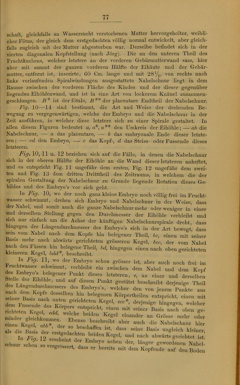 scliaft, gleichfalls au Wassersucht verstorbenen Mutter hervorgeholter, weibli- cher Fötus, der gleich dem erstgedachten völlig normal entwickelt, aber gleich- falls zugleich mit der Mutter abgestorben war. Derselbe befindet sich in der vierten diagonalen Kopfstellung (nach Jörg). Die an den unteren Theil des Fruchtkuchens, welcher letztere an der vorderen Gebärmutterwand sass, hier aber mit sammt der ganzen vorderen Hälfte der Eihäute und der Gebär- mutter, entfernt ist, inserirte, 60 Cm. lange und mit 28y2, von rechts nach links verlaufenden Spiralwindungen ausgestattete Nabelschnur liegt in dem Räume zwischen der vorderen Fläche des Kindes und der dieser gegenüber liegenden Eihöhlenwand, und ist in eine Art von lockerem Knäuel zusammen- geschlungen. B * ist der fötale, B ** der placentare Endtheil der Nabelschnur. Fig. 10—14 sind bestimmt, die Art und Weise der drehenden Be- wegung zu vergegenwärtigen, welche der Embryo und die Nabelschnur in der Zeit ausführen, in welcher diese letztere sich zu einer Spirale gestaltet. In allen diesen Figuren bedeutet a, a, a** den Umkreis der Eihöhle; — ab die Nabelschnur, — a das placentare, — b das embryonale Ende dieser letzte- ren ; — cd den Embryo, — c das Kopf-, cl das Steiss- oder Fussende dieses letzteren. Fig. 10, 11 u. 12 beziehen sich auf die Fälle, in denen die Nabelschnur sich in der oberen Hälfte der Eihöhle an die WAnd dieser letzteren anheftet, und es entspricht Fig. 11 ungefähr dem ersten, Fig. 12 ungefähr dem zwei- ten und Fig. 13 dem dritten Dritttheil des Zeitraums, in welchem die der spiralen Gestaltung der Nabelschnur zu Grunde liegende Rotation dieses Ge- bildes und des Embryo’s vor sich geht. In Fig. 10, wo der noch ganz kleine Embryo noch völlig frei im Frucht- wasser schwimmt, drehen sich Embryo und Nabelschnur in der Weise, dass der Nabel, und somit auch die ganze Nabelschnur mehr oder weniger in einer und derselben Stellung gegen den Durchmesser der Eihöhle verbleibt und sich nur einfach um die Achse der künftigen Nabelschnurspirale dreht, dass hingegen der Längendurchmesser des Embryo’s sich in der Art bewegt, dass sein vom Nabel nach dem Kopfe hin belegener Theil, bc, einen mit seiner Basis mehr nach abwärts gerichteten grösseren Kegel, bcc, der vom Nabel nac i den Fussen hin belegene Theil, bd, hingegen einen nach oben gerichteten kleineren Kegel, bdd*, beschreibt. In Fig. 11 wo der Embryo schon grösser ist, aber auch noch frei im Fruchtwasser schwimmt, verbleibt ein zwischen dem Nabel und dem Kopf u'S0,a,' <lieses Ietztere“> *’ “ ei“ “<1 derselben Stolle der Eihoble, und auf dosen Punkt gestützt beschreibt derjenige Theil des Langendurclnnesscrs des Embryo',, welcher de,, von jenem Punkte aus nach den, Kopfe desselben hm belege,>en KörpertheUen entspricht, einen mit semer Bas,s nach unten gerichteten Kegel, ccc», derjenige htagegen, ,v icher rtLfeTKl;, ,f,1>7rr,iCbt’ •*■“> ■* “n.,°c„ ’oben ge- nchteten Kegel, edd, welche be.den Kegel einander an Grösse mehr oder einen Ebe™\1Schreibt aber auch die Nabelschnur hier nen Kegel abb , der so beschaffen ist, dass seine Basis ungleich kleiner in C 12r,“rdri‘en ”**** «Hl »aob abwärts gerichtetes!) , • i ‘ erscheint der Embryo neben der, länger gewordenen Nahol- sc ion so vergrossert, dass er bereits mit dem Kopfende auf den Boden