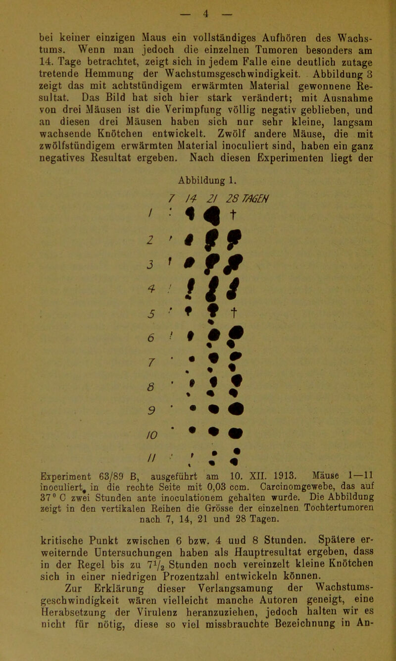 bei keiner einzigen Maus ein vollständiges Aufhören des Wachs- tums. Wenn man jedoch die einzelnen Tumoren besonders am 14. Tage betrachtet, zeigt sich in jedem Falle eine deutlich zutage tretende Hemmung der Wachstumsgeschwindigkeit. Abbildung 3 zeigt das mit achtstündigem erwärmten Material gewonnene Re- sultat. Das Bild hat sich hier stark verändert; mit Ausnahme von drei Mäusen ist die Verimpfung völlig negativ geblieben, und an diesen drei Mäusen haben sich nur sehr kleine, langsam wachsende Knötchen entwickelt. Zwölf andere Mäuse, die mit zwölfstündigem erwärmten Material inoculiert sind, haben ein ganz negatives Resultat ergeben. Nach diesen Experimenten liegt der / 2 3 4 5 6 7 8 3 IO // Abbildung 1. 7 H 21 28 TA6EH Mt •ff Hi •'♦ft • 'ff : t T »ft • • Experiment 63/89 B, ausgeführt am 10. XII. 1913. Mäuse 1—11 inoculiert, in die rechte Seite mit 0,03 ccm. Carcinomgewebe, das auf 37 °C zwei Stunden ante inoculationem gehalten wurde. Die Abbildung zeigt in den vertikalen Reihen die Grösse der einzelnen Tochtertumoren nach 7, 14, 21 und 28 Tagen. kritische Punkt zwischen 6 bzw. 4 und 8 Stunden. Spätere er- weiternde Untersuchungen haben als Hauptresultat ergeben, dass in der Regel bis zu 7*/2 Stunden noch vereinzelt kleine Knötchen sich in einer niedrigen Prozentzahl entwickeln können. Zur Erklärung dieser Verlangsamung der Wachstums- geschwindigkeit wären vielleicht manche Autoren geneigt, eine Herabsetzung der Virulenz heranzuziehen, jedoch halten wir es nicht für nötig, diese so viel missbrauchte Bezeichnung in An-
