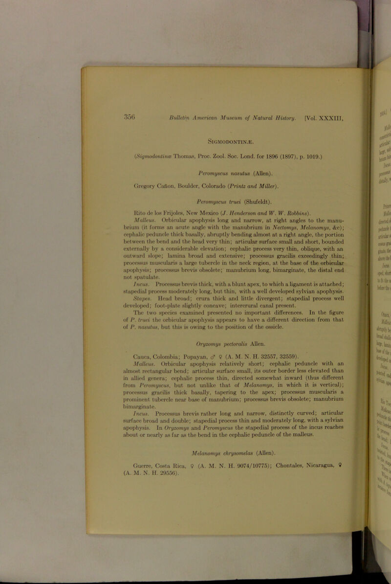 SlGMODONTINiE. (Sigmodontinw Thomas, Proc. Zool. Soc. Lond. for 1896 (1897), p. 1019.) Peromyscus nasulus (Allen). Gregory Canon, Boulder, Colorado (Printz and Miller). Peromyscus truei (Shufeldt). Rito de los Frijoles, New Mexico (J. Henderson and W. W. Robbins). Malleus. Orbicular apophysis long and narrow, at right angles to the manu- brium (it forms an acute angle with the manubrium in Nectomys, Melanomys, &c); cephalic peduncle thick basally, abruptly bending almost at a right angle, the portion between the bend and the head very thin; articular surface small and short, bounded externally by a considerable elevation; cephalic process very thin, oblique, with an outward slope; lamina broad and extensive; processus gracilis exceedingly thin; processus muscularis a large tubercle in the neck region, at the base of the orbicular apophysis; processus brevis obsolete; manubrium long, bimarginate, the distal end not spatulate. Incus. Processus brevis thick, with a blunt apex, to which a ligament is attached; stapedial process moderately long, but thin, with a well developed sylvian apophysis. Stapes. Head broad; crura thick and little divergent; stapedial process well developed; foot-plate slightly concave; intercrural canal present. The two species examined presented no important differences. In the figure of P. truei the orbicular apophysis appears to have a different direction from that of P. nasutus, but this is owing to the position of the ossicle. Oryzomys pedoralis Allen. Cauea, Colombia; Popayan, <? 9 (A. M. N. H. 32557, 32559). Malleus. Orbicular apophysis relatively short; cephalic peduncle with an almost rectangular bend; articular surface small, its outer border less elevated than in allied genera; cephalic process thin, directed somewhat inward (thus different from Peromyscus, but not unlike that of Melanomys, in which it is vertical); processus gracilis thick basally, tapering to the apex; processus muscularis a prominent tubercle near base of manubrium; processus brevis obsolete; manubrium bimarginate. Incus. Processus brevis rather long and narrow, distinctly curved; articular surface broad and double; stapedial process thin and moderately long, with a sylvian apophysis. In Oryzomys and Pero?nyscus the stapedial process of the incus reaches about or nearly as far as the bend in the cephalic peduncle of the malleus. Melanomys chrysomelas (Allen). Guerre, Costa Rica, 9 (A. M. N. H. 9074/10775); Chontales, Nicaragua, 9 (A. M. N. H. 29556).