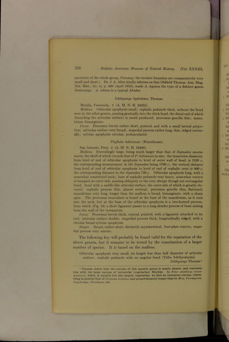 ancestors of the whole group, Paramys, the incisive foramina are comparatively very small and short.) Dr. J. A. Allen kindly informs us that Oldfield Thomas, Ann. Mag. Nat. Hist,, (8). xi, p. 408 (April 1913), made A. teguina the type of a distinct genus Scotinomys. A. tolimcc is a typical Akodon. Ichthyomys hydrobates Thomas. Merida, Venezuela, 9 (A. M. N. H. 24355). Malleus. Orbicular apophysis small; cephalic peduncle thick, without the bend seen in the other genera, passing gradually into the thick head, the distal end of which (bounding the articular surface) is much produced; processus gracilis thin; manu- brium bimarginate. Incus. Processus brevis rather short, pointed, and with a small lateral projec- tion; articular surface very broad; stapedial process rather long, thin, ridged extern- ally; sylvian apophysis circular, pedunculated. Phyllotis boliviensis (Waterhouse). San Antonio, Peru, 9 (A. M. N. H. 16494). Malleus. Exceedingly large, being much larger than that of Sigmodon sanctce- martai, the skull of which exceeds that of P. boliviensis in size; the transverse diameter, from level of end of orbicular apophysis to level of outer wall of head, is 1920 //, the corresponding measurement in the Sigmodon being 1700//; the vertical distance from level of end of orbicular apophysis to level of end of cephalic crest is 800 //, the corresponding distance in the Sigmodon 720 fi. Orbicular apophysis long, with a somewhat constricted neck; base of cephalic peduncle very heavy, somewhat convex or humped on outer side, passing obliquely to the very abrupt though not rectangular bend; head with a saddle-like articular surface, the outer side of which is greatly ele- vated; cephalic process thin, almost vertical; processus gracilis thin, flattened; manubrium very long, longer than the malleus is broad, bimarginate, with a sharp apex. The processus muscularis is found at the base of the manubrium, as it runs into the neck, but at the base of the orbicular apophysis is a two-horned process, from which (Fig. 44) a short ligament passes to a long slender process of bone arising from the wall of the tympanum. Incus. Processus brevis thick, conical, pointed, with a ligament attached to its end; articular surface double; stapedial process thick, longitudinally ridged, with a circular broad sylvian apophysis. Stapes. Broad, rather short, distinctly asymmetrical; foot-plate convex; stape- dial process very minute. The following key will probably be found valid for the separation of the above genera, but it remains to be tested by the examination of a larger number of species. It is based on the malleus. Orbicular apophysis very small, its length less than half diameter of articular surface; cephalic peduncle with no angular bend (Tribe Ichthyomyini) Ichthyomys Thomas.1 1 Thomas states that the coecum of this aquatic genus is nearly absent, and contrasts this with the large coecum of terrestrial (vegetarian) Murid/e. In Fiber zibethicus cinna- mominus, which is aquatic but also largely vegetarian, we find an enormous coecum, resem- bling in general that of Neotoma orolestes, and proportionately longer than in Mus, Peromyscus. Onychomys, Pcrodipus, etc.