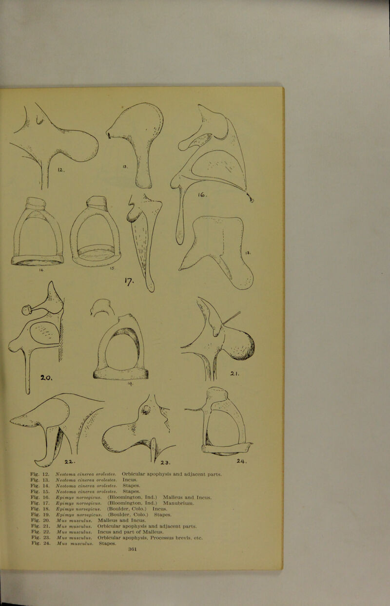 *- Fig. 12. Fig. 13. Fig. 14. Fig. 15. Fig. 16. Fig. 17. Fig. 18. Fig. 19. Fig. 20. Fig. 21. Fig. 22. Fig. 23. Fig. 24. Neotoma cinerea orolesles. Orbicular apophysis and adjacent parts. Neotoma cinerea orolesles. Incus. Neotoma cinerea orolesles. Stapes. Neotoma cinerea orolesles. Stapes. Epimys norvegicus. (Bloomington, Ind.) Malleus and Incus. Epimys norvegicus. (Bloomington, Ind.) Manubrium. Epimys norvegicus. (Boulder, Colo.) Incus. Epimys norvegicus. (Boulder, Colo.) Stapes. Mus musculus. Malleus and Incus. Mus musculus. Orbicular apophysis and adjacent parts. Mus musculus. Incus and part of Malleus. Mus musculus. Orbicular apophysis, Processus brevis, etc. Mus musculus. Stapes. 301 I