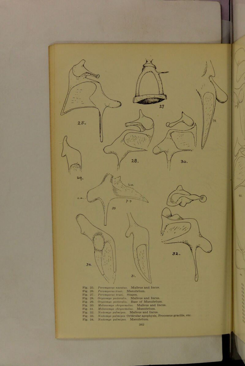 Fig. 25. Fig. 26. Fig. 27. Fig. 28. Fig. 29. Fig. 30. Fig. 31. Fig. 32. Fig. 33. Fig. 34. Peromyscus naautus. Malleus and Incus. Peromyscus truei. Manubrium. Peromyscus Iruei. Stapes. Oryzomys pecloralis. Malleus and Incus. Oryzomys pecloralis. Base of Manubrium. Melanomys chrysomelas. Malleus and Incus. Melanomytt clirysomelaa. Manubrium. Nectomys palmipcs. Malleus and Incus. Nectomyz palmipes Orbicular apophysis, Processus gracilis, etc. Nectomys palmipes. Manubrium.