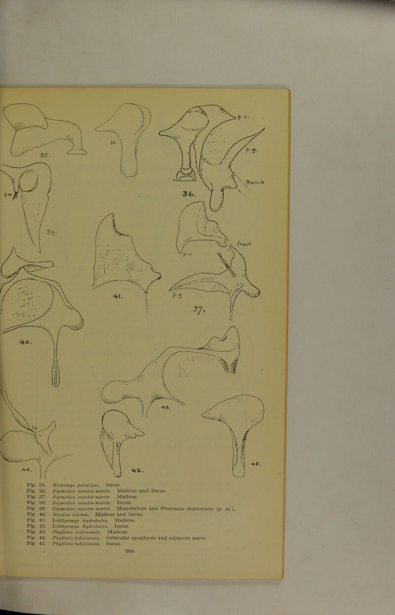 Fig. 35. Nectomya yalmipes. Incus. Fig. 36. Sigmodon sanctce- mar tea. Malleus and Incus. Fig. 37. Sigmodon sanctce-mar toe. Malleus. Fig. 38. Sigmodon sanctce-martee. Incus. Fig. 39. Sigmodon sanctce-mar tee. Manubrium and Processus muscularis (p. m.). Fig. 40. Akodon tolimee. Malleus and Incus. Fig. 41. Ichthyomys hydrobales. Malleus. Fig. 42. Ichthyomys hydrobales. Incus. Fig. 43. Phyllotis boliviensis. Malleus. Fig. 44. Phyllotis boliviensis. Orbicular apophysis and adjacent parts. Fig. 45. Phyllotis boliviensis. Incus.