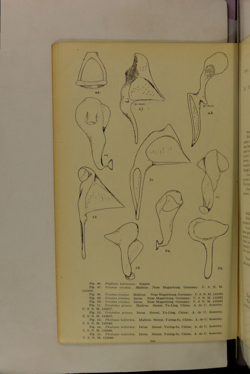 Fig. 46. Phyllotia bolivienaia. Stapes. Fig. 47. Cricetua cricetua. Malleus. Near Magdeburg. Germany: U. S. N. M. 153383. Fig. 48. Cricetua cricetua. Malleus. Near Magdeburg, Germany: U. S. N. M. 153383 Fig. 49. Cricetua cricetua. Incus. Near Magdeburg, Germany: U. S. N. M. 153383 Fig. 50. Cricetua cricetua. Incus. Near Magdeburg, Germany: U. S. N. M. 153383 Fig. 51. Cricetulua yriaeua. Malleus. Shensi, Yu-Ling, China; A. de C. Sowerby, U. S. N. M. 155017. Fig. 52. Cricetulua yriaeua. Incus. Shensi, Yu-Ling, China; A. de C. Sowerby, U. S. N. M. 155017. Fig. 53. Phodopua bedfordice. Malleus. Shensi, Yuting-fu, China; A. de C. Sowerby, U. S. N. M. 155040. Fig. 54. Phodopua bedfordice. Incus. Shensi, Yuting-fu, China; A. de C. Sowerby.