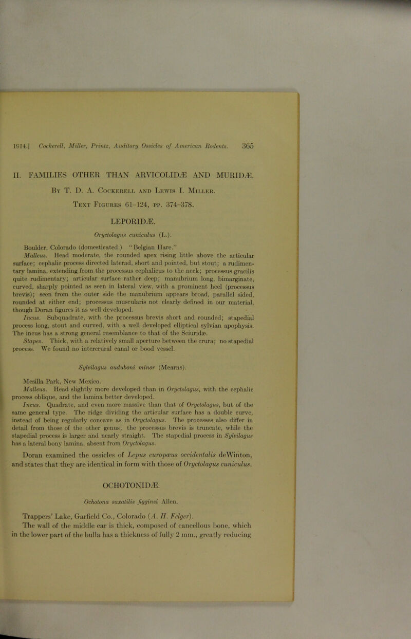 II. FAMILIES OTHER THAN ARVICOLIM AND MURTD.E. By T. D. A. Cockerell and Lewis I. Miller. Text Figures 61-124, pp. 374-378. LEPORID.E. Oryctolagus cuniculus (L.). Boulder, Colorado (domesticated.) “Belgian Hare.” Malleus. Head moderate, the rounded apex rising little above the articular surface; cephalic process directed laterad, short and pointed, but stout; a rudimen- tary lamina, extending from the processus cephalicus to the neck; processus gracilis quite rudimentary; articular surface rather deep; manubrium long, bimarginate, curved, sharply pointed as seen in lateral view, with a prominent heel (processus brevis); seen from the outer side the manubrium appears broad, parallel sided, rounded at either end; processus muscularis not clearly defined in our material, though Doran figures it as well developed. Incus. Subquadrate, with the processus brevis short and rounded; stapedial process long, stout and curved, with a well developed elliptical sylvian apophysis. The incus has a strong general resemblance to that of the Sciuridse. Stapes. Thick, with a relatively small aperture between the crura; no stapedial process. We found no intercrural canal or bood vessel. Sylvilagus auduboni minor (Mearns). Mesilla Park, New7 Mexico. Malleus. Head slightly more developed than in Oryctolagus, with the cephalic process oblique, and the lamina better developed. Incus. Quadrate, and even more massive than that of Oryctolagus, but of the same general type. The ridge dividing the articular surface has a double curve, instead of being regularly concave as in Oryctolagus. The processes also differ in detail from those of the other genus; the processus brevis is truncate, while the stapedial process is larger and nearly straight. The stapedial process in Sylvilagus has a lateral bony lamina, absent from Oryctolagus. Doran examined the ossicles of Lepus curopccus occidentalis deWinton, and states that they are identical in form with those of Oryctolagus cuniculus. OCHOTONID7E. Ochotona saxatilis figginsi Allen. Trappers’ Lake, Garfield Co., Colorado (A. II. Felger). The wall of the middle ear is thick, composed of cancellous bone, which in the lower part of the bulla has a thickness of fully 2 mm., greatly reducing