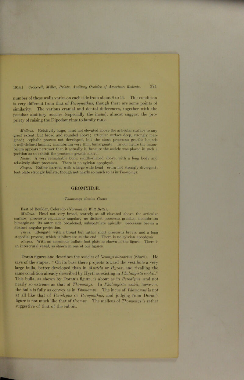 number of these walls varies on each side from about 8 to 11. This condition is very different from that of Perognathus, though there are some points of similarity. The various cranial and dental differences, together with the peculiar auditory ossicles (especially the incus), almost suggest the pro- priety of raising the Dipodomvinse to family rank. Malleus. Relatively large; head not elevated above the articular surface to any great extent, but broad and rounded above; articular surface deep, strongly mar- gined; cephalic process not developed, but the stout processus gracilis bounds a well-defined lamina; manubrium very thin, bimarginate. In our figure the manu- brium appears narrower than it actually is, because the ossicle was placed in such a position as to exhibit the processus gracilis above. Incus. A very remarkable bone, saddle-shaped above, with a long body and relatively short processes. There is no sylvian apophysis. Stapes. Rather narrow, with a large wide head; crura not strongly divergent; foot plate strongly bullate, though not nearly so much so as in Thomomys. GEOMYIDjE. Thomomys clusius Coues. East of Boulder, Colorado (Norman de Witt Betts). Malleus. Head not very broad, scarcely at all elevated above the articular surface; processus cephalicus angular; no distinct processus gracilis; manubrium bimarginate, its outer side broadened, subspatulate apically; processus brevis a distinct angular projection. Incus. Elongate, with a broad but rather short processus brevis, and a long stapedial process, which is bifurcate at the end. There is no sylvian apophysis. Stapes. With an enormous bullate foot-plate as shown in the figure. There is an intercrural canal, as shown in one of our figures. Doran figures and describes the ossicles of Geomys bursarius (Shaw). He says of the stapes: “On its base there projects toward the vestibule a very large bulla, better developed than in Mustcla or Hyrax, and rivalling the same condition already described by Hyrtl as existing in Phalangista coolcii.” This bulla, as shown by Doran’s figure, is about as in Pcrodipus, and not nearly so extreme as that of Thomomys. In Phalangista coolcii, however, the bulla is fully as convex as in Thomomys. The incus of Thomomys is not at all like that of Pcrodipus or Perognathus, and judging from Doran’s figure is not much like that of Geomys. The malleus of Thomomys is rather suggestive of that of the rabbit.