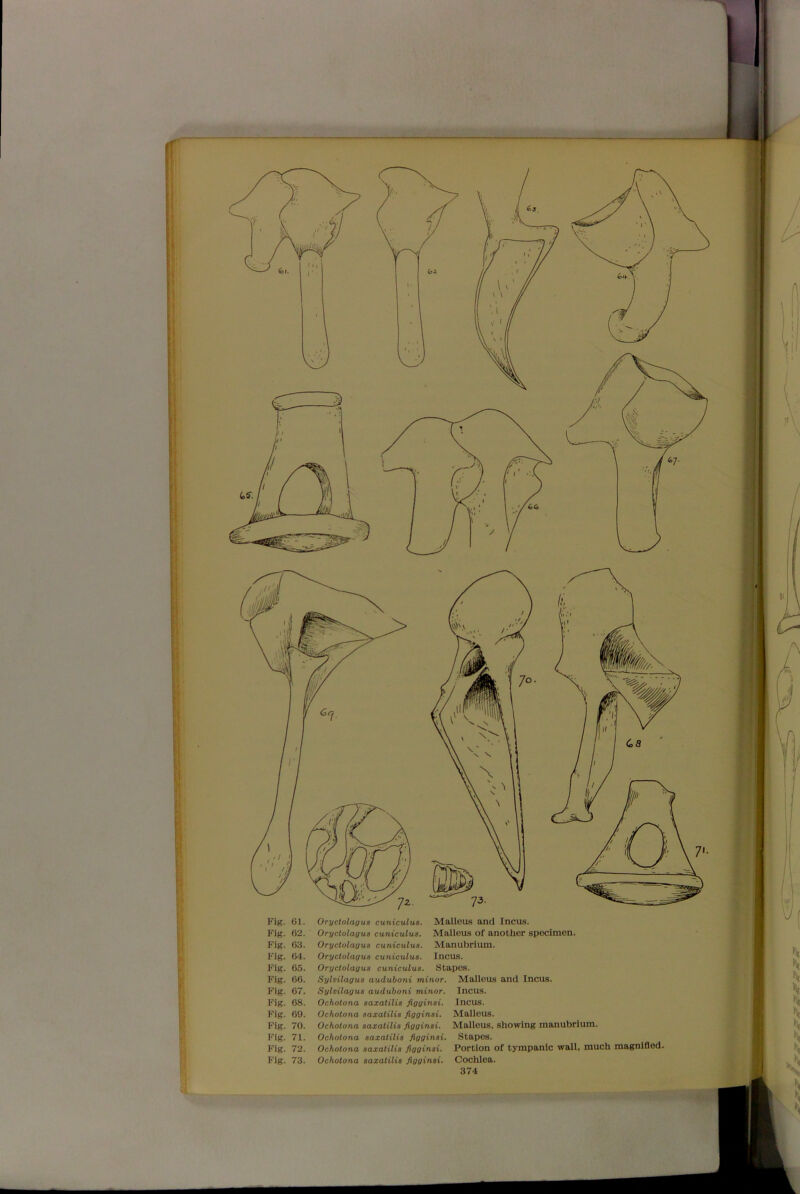 Fig. 63. Oryctolauua cuniculus. Manubrium. Fig. 64. Oryctolauua cuniculus. Incus. Fig. 65. Oryctolauua cuniculus. Stapes. Fig. 66. Sylvilagus auduboni minor. Malleus and Incus. Fig. 67. Sylvilaous auduboni minor. Incus. Fig. 68. Ochotona saxatilis fiuoinai. Incus. Fig. 69. Ochotona saxatilis figoinsi. Malleus. Fig. 70. Ochotona saxatilis figuinsi. Malleus, showing manubrium. Fig. 71. Ochotona saxatilis fiuoinai. Stapes. Fig. 72. Ochotona saxatilis figginsi. Portion of tympanic wall, much magnified. Fig. 73. Ochotona saxatilis figginsi. Cochlea.
