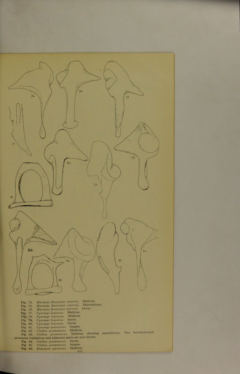 Fig. 74. Marmota flaviventer warreni. Malleus. Fig. 75. Marmota flaviventer warreni. Manubrium. Fig. 76. Marmota flaviventer warreni. Incus. Fig. 77. Cynomya leucurua. Malleus. Fig. 78. Cynomya leucurua. Malleus. Fig. 79. Cynomya leucurua. Incus. Fig. 80. Cynomya leucurua. Incus. Fig. 81. Cynomya gunniaoni. Stapes. Fig. 82. Citellua grammurua. Malleus. Fig. 83. Citellua grammurua. Malleus, showing manubrium, processus cephalicus anil adjacent parts are not shown. Fig. 84. Citellua grammurua. Incus. Fig. 85. Citellua grammurua. Stapes. Fig. 86. Eutamiaa operariua. Malleus. The foreshortened