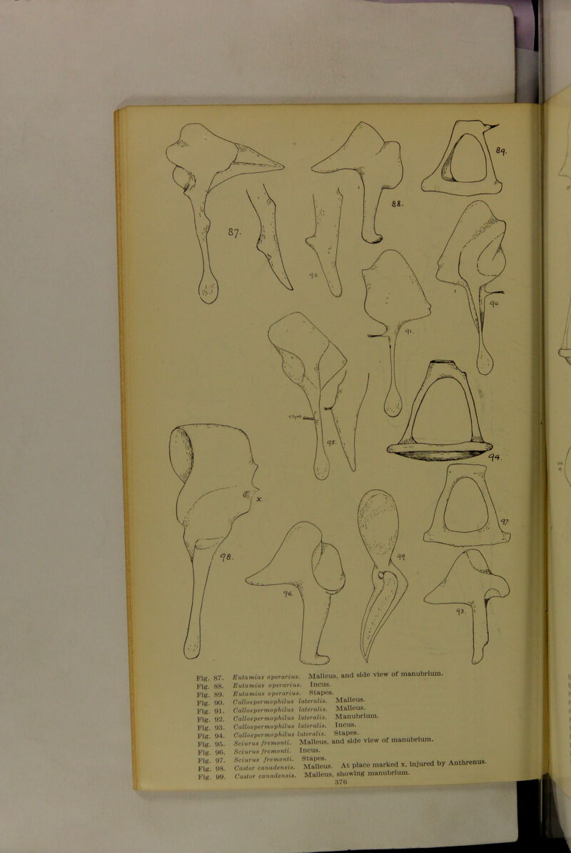 and side view of manubrium. Eutamias operarius. Malleus Eutamias operarius. Incus. Eutamias operarius. Stapes. Callospermophilus lateralis. Malleus Callospermophilus lateralis. Callospermophilus lateralis. Callospermophilus lateralis. Callospermophilus lateralis. SciuruB fremonti. Malleus Incus. S tapes Malleus. At place marked x, injured by Anthrenus Malleus, showing manubrium. 370 Malleus. Manubrium. Incus. Stapes. and side view of manubrium. Sciurus fremonti. Sciurus fremonti. Castor canadensis. Castor canadensis.