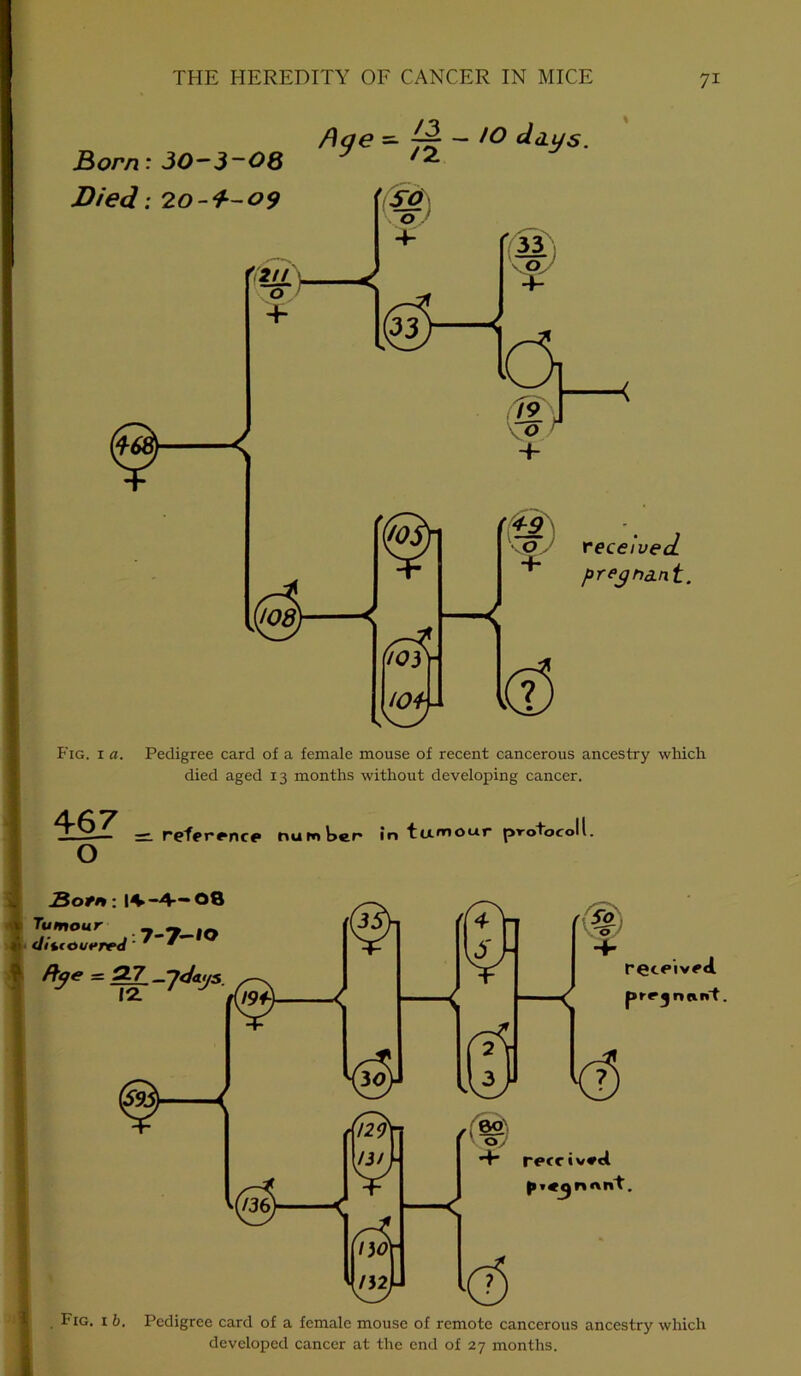 Born: 30-3~08 Died; 20-+-09 *9* - % — /O dnys. U08) [(©>■ f (w- i ±9 o HF- received pregnant. w Fig. 1 a. Pedigree card of a female mouse of recent cancerous ancestry which died aged 13 months without developing cancer. — reference number' in tu.mour protocoll. O Sotn: |^-4-08 ftge — Q.7 ^.ydajs. /^N »2. /(g)- < —< ■Jf —< 4°} .0 1 § + received prejnant. kS O J + received Fig. 1 b. Pedigree card of a female mouse of remote cancerous ancestry which developed cancer at the end of 27 months.