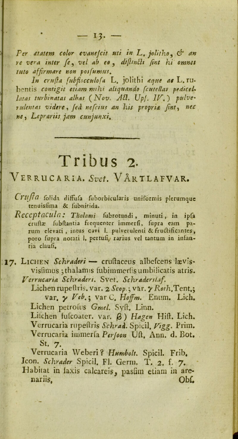 re vera inter fe 9 vel ab eo 5 difhnflt fint hi omnes tuto affirmare non posfumus. In crufta fubfiocculofa L, jolithi acjne as L, ru* bentis contigit etiam rmhi aliquando [cutelias pedicel* latas turbinatas albas (Nov. Yttl. Upf. IV» ) pulve- rulentas videre, fed ne [cius an his propria fint, nec ne, Leprariis jam cunjunxi\ Tribus 2. VERRUCARIA. Svet. VArtlafvar. Crufta /olida di/Tufa fuborbicularis tenuisfirru & fubnirida» uniformis plerumque Receptacula: Thalami fubrotundi, minuti, in ipfa crufhe fubftantia frequenter immerfi, fupra eam pa- rum elevati, intus cavi 1. pulverulenti & frudtificantes, poro fupra notati 1, pertuli, rarius vel tantum in infan- tia clauli. 17, Lichen Schraderi — cruitaceus albefeens laevis* visfimus; thalamis fubimmerlis umbilicatis atris. Verrucaria Schraderi. Svet. Schradersiaf. Lichen rupetlris. var. 2 Scop. • var. y /vorh.Tent,; var. y Veb.^ var C, Hojfim. Ernim. Lich. Lichen petro ms Gmel. Syft. Linn. Lilchen fufeoater. var. (8) Hagen Hift. Lich. Verrucaria rnpeftris Schrad. Spicii, Vigg- Prini, Verrucaria immerla Perjoon Uft, Ann. d. Bot. St. 7, Verrucaria Weberi ? Humbolt. Spicii. Frib, Jcon. Schrader Spicii, FI. Germ. T. 2, f. 7* Habitat in laxis calcareis^ pasfim etiam in are- nariis, Qbf.