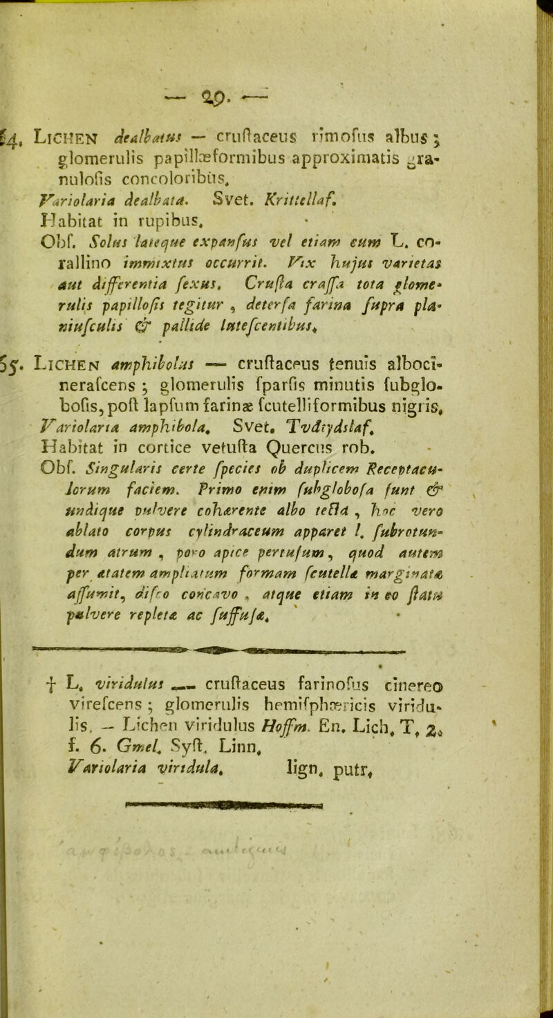 Lichen dealbatus — cruftaceus rjmofus albus \ glomerulis papiltaeformibus approximatis cra- nulofis concoloribus, Vari olar i a dealbata» Svet. Kritiellaf, Habitat in rupibus, Obf. Solas lateque expanfus vel etiam eum L. co- rallino immixtus occurrit. Vix hujus varietas aut differentia fexus, Crufla craffa tota elome* rutis papillofis tegitur , deterfa farina fupra pia- niufcults CT pallide Itttefcentibus, Lichen amphibohts — cruftaceus tenuis alboci- nerafcens ; glomerulis fparfis minutis fubglo- bo(is, poft lapfum farinae fcutelliformibus nigris, Variolana amphibo/a, Svet, Tvdtydslaf, Habitat in cortice vetufta Quercus rob. Obf. Singularis certe fpecies ob duplicem Receptacu- lorum faciem. Primo ewm fubglobofa funt & undique pulvere coharente albo te Ha , h^c vero ablato corpus cylindraceum apparet /. fubrotun- dum atrum , poio apice pertujum, quod aut eoa fer. at at em ampliatum formam ftutella marginata ajfumit, difro concavo , atque etiam in eo fldttf pulvere repleta ac fuffuja, f L# vindulus cruftaceus farinofus cinereo virefcens; glomerulis hemifphrericis viridii- lis. - Lichen viridulus Hoffm. £n. Licii, Tf 2* f. 6* Gmel. Syft. Linn,
