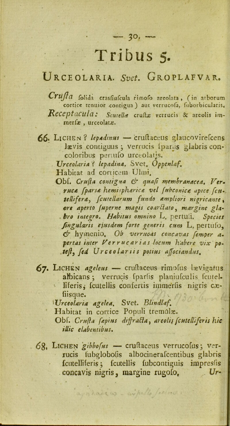 30. Tribus 5. Urceolaria. Svet. Groplafvar, Crtijfa folitla crasflufcufa riinofo areolara , (in arborum cortice tenuior contigua) aut verrucofa, fuborbicularis. Receptacula: Scutella eruite verrucis Sc areolis im- merte , urceolata:. 66, Lichen ? lepadmus — cruftaceus glaucovirefcens laevis contiguus; verrucis i panis glabris con- coloribus pertufo urceolatjs. Urceolaria 'Z lepadina, Svet. Oppenlaf* Habitat ad corticem Ulmi. 1 Obf. Crufla contigua & cjuafi membranacea* Ver- ruca fparsa hemisph&ric<e vel fubconica apice fcu tellifer£j fcutellarum fundo ampliori nigricante, ore aperto fuperne magis coarClato, margine gla- . tro integro. Habitus omnino L. pertuli. Species Jingularis ejusdem forte generis cum L, pertuio, & hymenio, Ob verrucas concavas femper a• per t as inter V er r ucari a s locum habere vix po- teft) fod Ur ceo lar 11 s potius ajfociandus, 67. Lichen ageleus — cruftaceus rimofus iaevigatus albicans; verrucis fparlis planiufculis fcutel- liferis 4 fcutellis confertis immerfis nieris eae- fiisque. *. j Urceolaria agelea. Svet. Blindlaf\ Habitat in cortice Populi tremillae. Obf. Crufla fapius diffrafta, areolif [cute Ili fer is hic illic elabentibus. 6$, Lichen 'gibbofus — cruftaceus verrucofus; ver- rucis lubglobofis albocinerafcentibus glabris fcutelliferis; fcutellis fubcontiguis impresfis concavis nigris, margine rugofo, . l/r-