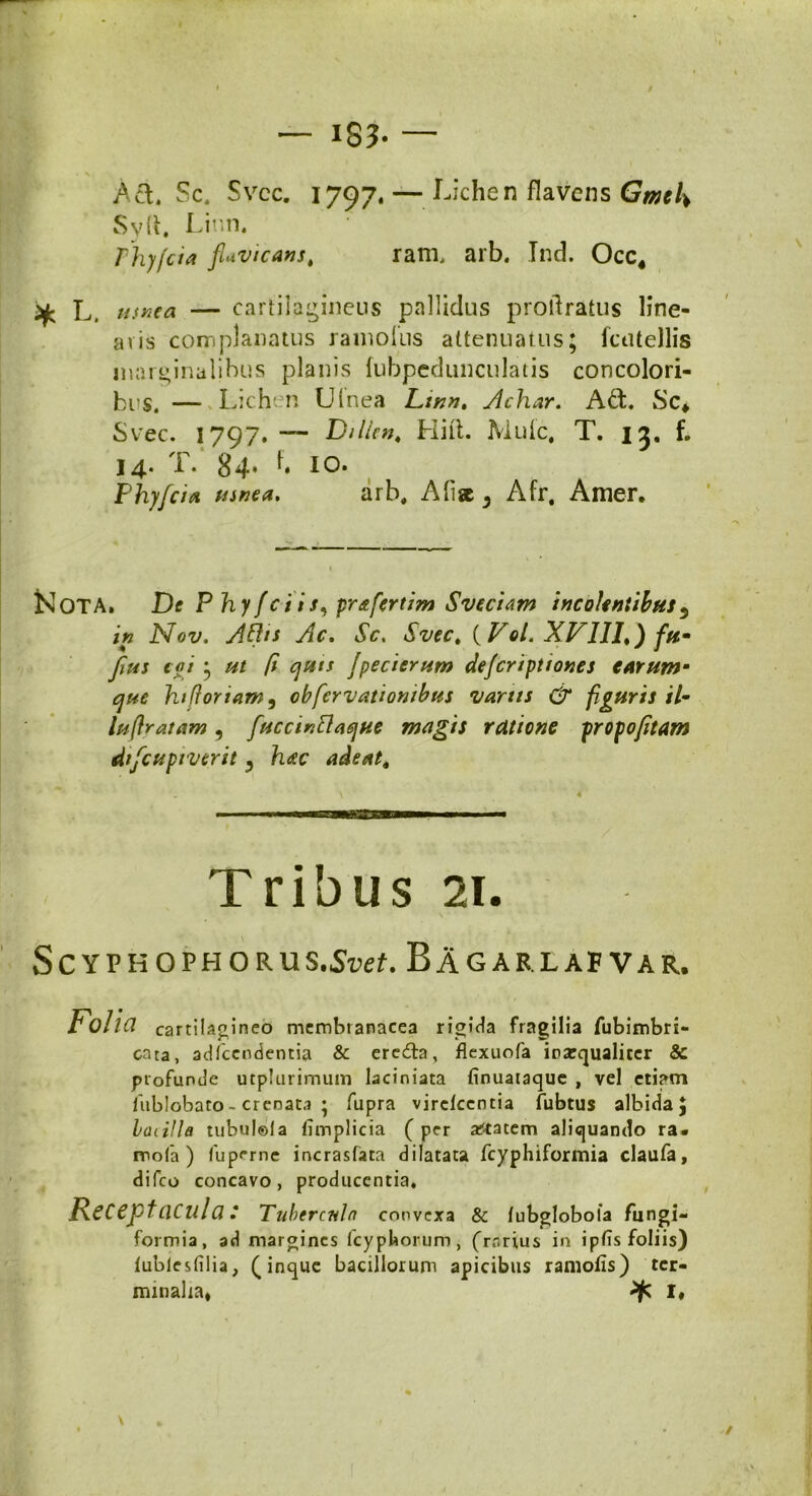 ' — IS?. — Ac\. Sc. Svec. 1797. — Lichen flavens GmeK Syft. Linn. rhyfcia fiavicans, ram, arb. Ind. Occ« y, L. usnea — cartilagineus pallidus protlratus line- aris complanatus ramofus attenuatus; fcutellis marginalibus planis fubpedunculatis concolori- bus. — Lichen Uinea L:nn. Achar. ASc* Svec. 1797. — Dilkn, Hilt. Mule, T. 13. f. 14. T. 84. f. IO. Phyfci* mnea. arb, Alia 5 Afr. Amer. i «* •••' KOTA. De Phy(ciis, pr&fertzm Sveciam incolentibus5 i# NW. Ac. Sc. iSWc. {Vol. XVIII.) fu- pus eoi ^ ut fi ejuts Jpecierum deferiptiones carum* que hi/foriam, obfervationibus •varus & figuris il- luffratam, fuccinftaque magis ratione propofitam dtfcupiverit ? hac adeat. Tribus 21. SC YPHOPHORUS.Suef. BaGARLAF VAR. Folia cartilagineo membranacea rigida fragilia fubimbri- enta, adicendentia & ere&a, flexuofa inaequaliter & profunde utplurimum laciniata finuataque , vel etiam iiiblobaro - crcnata ; fupra virciccntia fubtus albida J bacilla tubulola timplicia ( per attatem aliquando ra« mola) fu perne incrasfata dilatata fcyphiformia claufa, difeo concavo, producentia. Receptacula: Tubercula convexa & lubgloboia fungi- formia, ad margines fcypbonum, (rarius in iptis foliis) iubiesfilia, (inque bacillorum apicibus ramofis) ter-