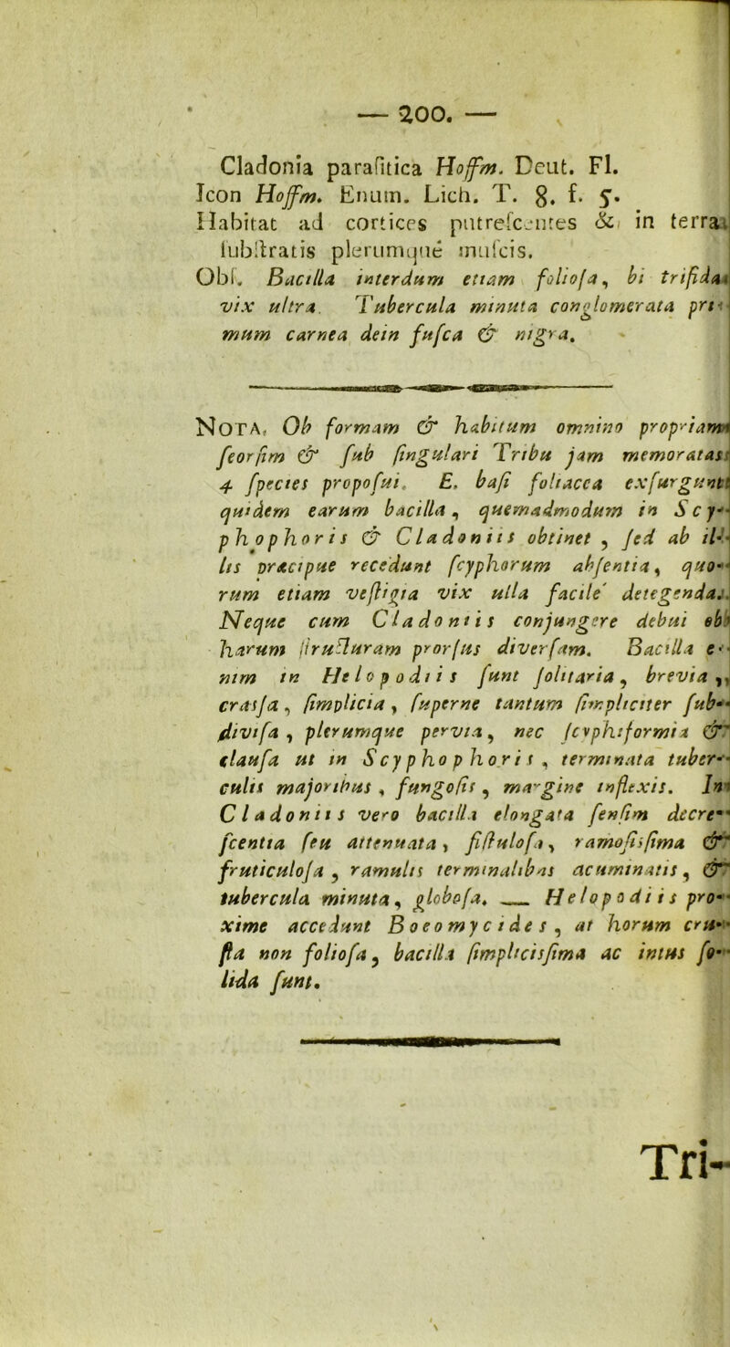 Cladonia parafltica Hoffm. Dcut. Fl. Jcon Hoffm. Enum. Lich. T. g. f. 5. Habitat ad cortices pntrelc-mes & in terra, lubltratis plerumque mufcis. Obi. Bacilla, interdum etiam foliofa, bi trifida vix ultra. T ubere ula mtnuta conglomerata prt- mum carnea dem fiifca & nigra. «—- ----- M ■mnii 11 —«anafc <^y>at|gT8ri—- ■ ■■ NOTA,. Ob formam & habitum omnino propriam* feorfim & fub fingulari Tribu jam memoratas; 4 fpecies propofui. E. bafi foliacea exfurgunti quidem earum bacilla, quemadmodum in Scy- pho phor is & Cladonits obtinet , yW il- lis praei pue recedunt fcyphorum ahfentta, etiam vefli^ta vix ulla facile' detegenda. Neque cum Cia do nt i s conjungere debui eb» harum firuUuram prorfus diverfam. Bacilla e »//» /*? f/#lo p odi i s funt Johraria , brevia ,, crasja, (implicia , fuperne tantum [impliciter fttb fiivtfa , plerumque pervia, (cvphtformit & elaufa ut in S cy pho pho.ri s , terminata tuber r«/fi majoribus < fungofis , margine inflexis. In1 Cladoniis ve*o bacilla elongat a fenfim decrem% fcentta feit attenuata, fiflulofa, ramofiifima &~ fruticuloja , ramulis termtnahbns acuminatis 5 tubercula, minuta, £lobofa♦ H e lopadi is pro- xime accedunt Boeomycid.es, at horum cm— fla non foliofa ? bacilla [impheisfima ac intus fo■■ Tri~